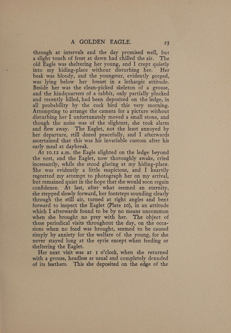 through at intervals and the day promised well, but a slight touch of frost at dawn had chilled the air. The old Eagle was sheltering her young, and I crept quietly into my hiding-place without disturbing her. Her beak was bloody, and the youngster, evidently gorged, was lying below her breast in a lethargic attitude. Beside her was the clean-picked skeleton of a grouse, and the hindquarters of a rabbit, only partially plucked and recently killed, had been deposited on the ledge, in all probability by the cock bird this very morning. Attempting to arrange the camera for a picture without disturbing her I unfortunately moved a small stone, and though the noise was of the slightest, she took alarm and flew away. ‘The Eaglet, not the least annoyed by _ her departure, still dozed peacefully, and I afterwards ascertained that this was his invariable custom after his early meal at daybreak. At 10.12 a.m. the Eagle alighted on the ledge beyond the nest, and the Eaglet, now thoroughly awake, cried incessantly, while she stood glaring at my hiding-place. She was evidently a little suspicious, and I heartily regretted my attempt to photograph her on my arrival, but remained quiet in the hope that she would soon regain confidence. At last, after what seemed an eternity, she stepped slowly forward, her footsteps sounding clearly through the still air, turned at right angles and bent forward to inspect the Eaglet (Plate 10), in an attitude which I afterwards found to be by no means uncommon when she brought no prey with her. The object of these periodical visits throughout the day, on the occa- sions when no food was brought, seemed to be caused simply by anxiety for the welfare of the young, for she _ never stayed long at the eyrie except when feeding or sheltering the Eaglet. Her next visit was at 1 o’clock, when she returned with a grouse, headless as usual and completely denuded of its feathers. This she deposited on the edge of the