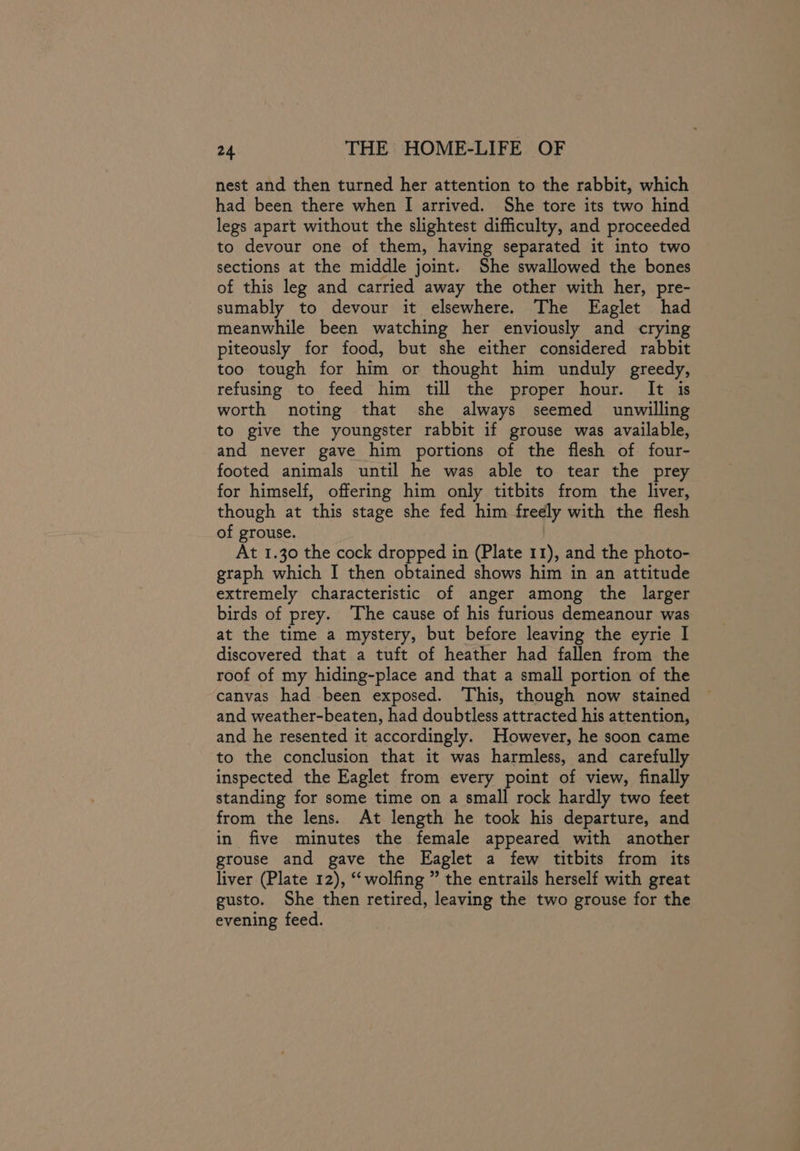nest and then turned her attention to the rabbit, which had been there when I arrived. She tore its two hind legs apart without the slightest difficulty, and proceeded to devour one of them, having separated it into two sections at the middle joint. She swallowed the bones of this leg and carried away the other with her, pre- sumably to devour it elsewhere. The Eaglet had meanwhile been watching her enviously and crying piteously for food, but she either considered rabbit too tough for him or thought him unduly greedy, refusing to feed him till the proper hour. It is worth noting that she always seemed unwilling to give the youngster rabbit if grouse was available, and never gave him portions of the flesh of four- footed animals until he was able to tear the prey for himself, offering him only titbits from the liver, though at this stage she fed him fredly with the flesh of grouse. At 1.30 the cock dropped in (Plate 11), and the photo- graph which I then obtained shows him in an attitude extremely characteristic of anger among the larger birds of prey. ‘The cause of his furious demeanour was at the time a mystery, but before leaving the eyrie I discovered that a tuft of heather had fallen from the roof of my hiding-place and that a small portion of the canvas had been exposed. This, though now stained and weather-beaten, had doubtless attracted his attention, and he resented it accordingly. However, he soon came to the conclusion that it was harmless, and carefully inspected the Eaglet from every point of view, finally standing for some time on a small rock hardly two feet from the lens. At length he took his departure, and in five minutes the female appeared with another grouse and gave the Eaglet a few titbits from its liver (Plate 12), “‘wolfing ” the entrails herself with great gusto. She then retired, leaving the two grouse for the evening feed.