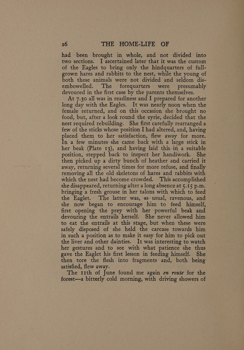 had been brought in whole, and not divided into two sections. I ascertained later that it was the custom of the Eagles to bring only the hindquarters of full- grown hares and rabbits to the nest, while the young of both these animals were not divided and seldom dis- embowelled. The forequarters were presumably devoured in the first case by the parents themselves. At 7.30 all was in readiness and I prepared for another long day with the Eagles. It was nearly noon when the female returned, and on this occasion she brought no food, but, after a look round the eyrie, decided that the nest required rebuilding. She first carefully rearranged a few of the sticks whose position I had altered, and, having placed them to her satisfaction, flew away for more. In a few minutes she came back with a large stick in her beak (Plate 13), and having laid this in, a suitable position, stepped back to inspect her handiwork. She then picked up a dirty bunch of heather and carried it away, returning several times for more refuse, and finally removing all the old skeletons of hares and rabbits with which the nest had become crowded. This accomplished she disappeared, returning after a long absence at 5.15 p.m. bringing a fresh grouse in her talons with which to eed the Eaglet. The latter was, as- usual, ravenous, and she now began to encourage him to feed himself, first opening the prey with her powerful beak and devouring the entrails herself. She never allowed him to eat the entrails at this stage, but when these were safely disposed of she held the carcase towards him in such a position as to make it easy for him to pick out the liver and other dainties. It was interesting to watch her gestures and to see with what patience she thus gave the Eaglet his first lesson in feeding himself. She then tore the flesh into fragments and, both being satisfied, flew away. The 11th of June found me again en route for the forest—a bitterly cold morning, with driving showers of