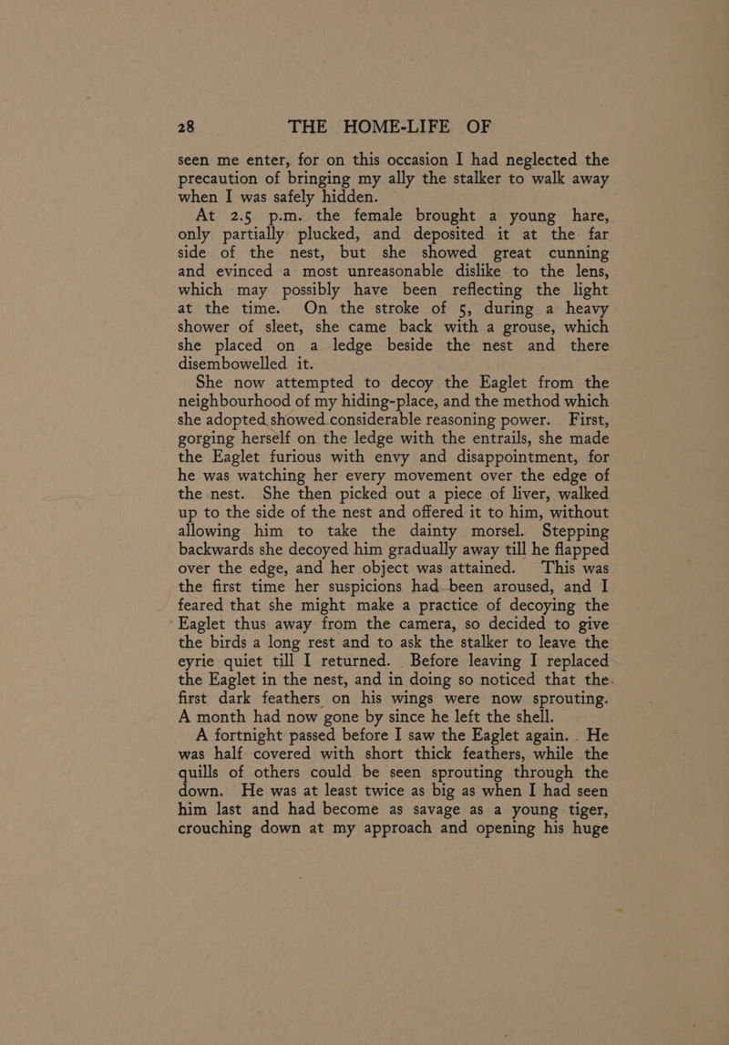 seen me enter, for on this occasion I had neglected the precaution of bringing my ally the stalker to walk away when I was safely hidden. At 2.5 p.m. the female brought a young hare, only partially: plucked, and deposited it at the far side of the nest, but she showed great cunning and evinced a most unreasonable dislike to the lens, which may possibly have been reflecting the light at the time. On the stroke of 5, during a heavy shower of sleet, she came back with a grouse, which she placed on a ledge beside the nest and there disembowelled it. She now attempted to decoy the Eaglet from the neighbourhood of my hiding-place, and the method which she adopted showed considerable reasoning power. First, gorging herself on the ledge with the entrails, she made the Eaglet furious with envy and disappointment, for he was watching her every movement over the edge of the nest. She then picked out a piece of liver, walked up to the side of the nest and offered it to him, without allowing him to take the dainty morsel. Stepping backwards she decoyed him gradually away till he flapped over the edge, and her object was attained. This was the first time her suspicions had.been aroused, and I feared that she might make a practice of decoying the ‘Eaglet thus away from the camera, so decided to give the birds a long rest and to ask the stalker to leave the eyrie quiet till I returned. Before leaving I replaced the Eaglet in the nest, and in doing so noticed that the. first dark feathers on his wings were now sprouting. A month had now gone by since he left the shell. A fortnight passed before I saw the Eaglet again. . He was half covered with short thick feathers, while the quills of others could be seen sprouting through the down. He was at least twice as big as when I had seen him last and had become as savage as a young tiger, crouching down at my approach and opening his huge