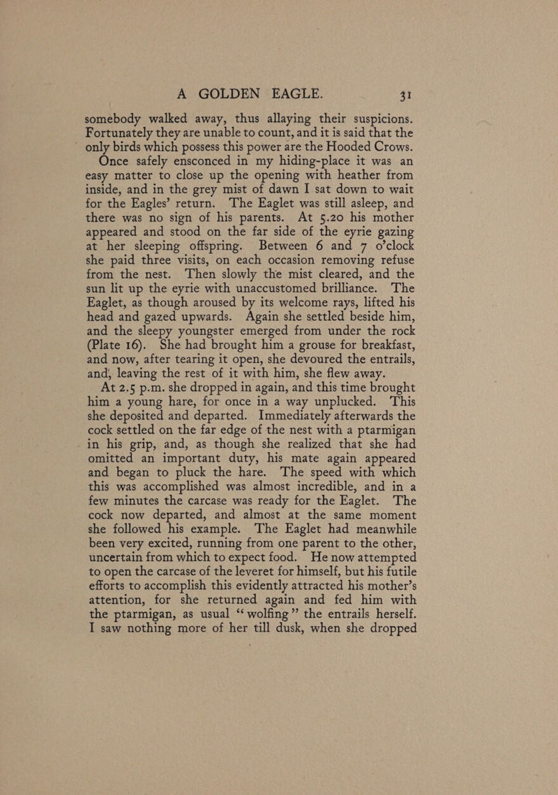 somebody walked away, thus allaying their suspicions. Fortunately they are unable to count, and it is said that the only birds which possess this power are the Hooded Crows. Once safely ensconced in my hiding-place it was an easy matter to close up the opening with heather from inside, and in the grey mist of dawn I sat down to wait for the Eagles’ return. ‘The Eaglet was still asleep, and there was no sign of his parents. At §.20 his mother appeared and stood on the far side of the eyrie gazing at her sleeping offspring. Between 6 and 7 o’clock she paid three visits, on each occasion removing refuse from the nest. Then slowly the mist cleared, and the sun lit up the eyrie with unaccustomed brilliance. The Eaglet, as though aroused by its welcome rays, lifted his head and gazed upwards. Again she settled beside him, and the sleepy youngster emerged from under the rock (Plate 16). She had brought him a grouse for breakfast, and now, after tearing it open, she devoured the entrails, and, leaving the rest of it with him, she flew away. At 2.5 p.m. she dropped in again, and this time brought him a young hare, for once in a way unplucked. This she deposited and departed. Immediately afterwards the cock settled on the far edge of the nest with a ptarmigan in his grip, and, as though she realized that she had omitted an important duty, his mate again appeared and began to pluck the hare. The speed with which this was accomplished was almost incredible, and in a few minutes the carcase was ready for the Eaglet. The cock now departed, and almost at the same moment she followed his example. The Eaglet had meanwhile been very excited, running from one parent to the other, uncertain from which to expect food. He now attempted to open the carcase of the leveret for himself, but his futile efforts to accomplish this evidently attracted his mother’s attention, for she returned again and fed him with the ptarmigan, as usual “‘ wolfing” the entrails herself. I saw nothing more of her till dusk, when she dropped