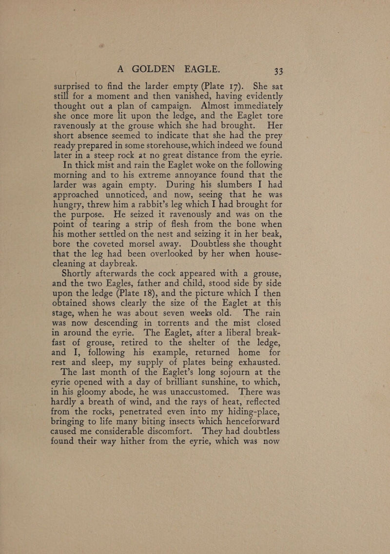 surprised to find the larder empty (Plate 17). She sat still for a moment and then vanished, having evidently thought out a plan of campaign. Almost immediately she once more lit upon the ledge, and the Eaglet tore ravenously at the grouse which she had brought. Her short absence seemed to indicate that she had the prey ready prepared in some storehouse, which indeed we found later in a steep rock at no great distance from the eyrie. In thick mist and rain the Eaglet woke on the following morning and to his extreme annoyance found that the larder was again empty. During his slumbers I had approached unnoticed, and now, seeing that he was hungry, threw him a rabbit’s leg which I had brought for the purpose. He seized it ravenously and was on the point of tearing a strip of flesh from the bone when his mother settled on the nest and seizing it in her beak, bore the coveted morsel away. Doubtless she thought that the leg had been overlooked by her when house- cleaning at daybreak. Shortly afterwards the cock appeared with a grouse, and the two Eagles, father and child, stood side by side upon the ledge (Plate 18), and the picture which I then obtained shows clearly the size of the Eaglet at this stage, when he was about seven weeks old. ‘The rain was now descending in torrents and the mist closed in around the eyrie. The Eaglet, after a liberal break- fast of grouse, retired to the shelter of the ledge, and I, following his example, returned home for rest and sleep, my supply of plates being exhausted. The last month of the Eaglet’s long sojourn at the eyrie opened with a day of brilliant sunshine, to which, in his gloomy abode, he was unaccustomed. ‘There was hardly a breath of wind, and the rays of heat, reflected from the rocks, penetrated even into my hiding- place, bringing to life many biting insects which henceforward caused me considerable discomfort. They had doubtless found their way hither from the eyrie, which was now