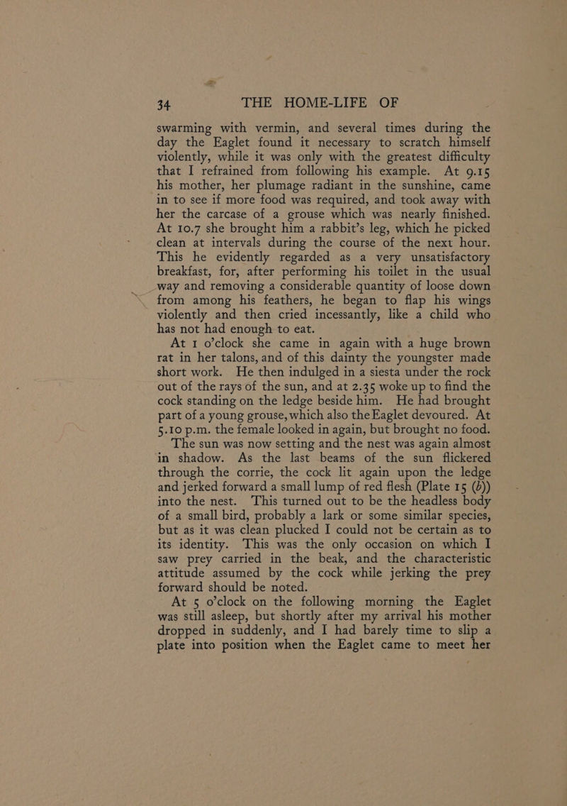 swarming with vermin, and several times during the day the Eaglet found it necessary to scratch himself violently, while it was only with the greatest difficulty that I refrained from following his example. At 9.15 his mother, her plumage radiant in the sunshine, came in to see 1f more food was required, and took away with her the carcase of a grouse which was nearly finished. At 10.7 she brought him a rabbit’s leg, which he picked clean at intervals during the course of the next hour. This he evidently regarded as a very unsatisfactory breakfast, for, after performing his toilet in the usual -way and removing a considerable quantity of loose down violently and then cried incessantly, like a child who has not had enough to eat. At 1 o’clock she came in again with a huge brown rat in her talons, and of this dainty the youngster made short work. He then indulged in a siesta under the rock out of the rays of the sun, and at 2.35 woke up to find the cock standing on the ledge beside him. He had brought part of a young grouse, which also the Eaglet devoured. At 5.10 p.m. the female looked in again, but brought no food. The sun was now setting and the nest was again almost in shadow. As the last beams of the sun flickered through the corrie, the cock lit again upon the ledge and jerked forward a small lump of red flesh (Plate 15 (d)) into the nest. ‘This turned out to be the headless body of a small bird, probably a lark or some similar species, but as it was clean plucked I could not be certain as to its identity. ‘This was the only occasion on which I saw prey carried in the beak, and the characteristic attitude assumed by the cock while jerking the prey forward should be noted. At 5 o’clock on the following morning the Eaglet was still asleep, but shortly after my arrival his mother dropped in suddenly, and I had barely time to slip a plate into position when the Eaglet came to meet her