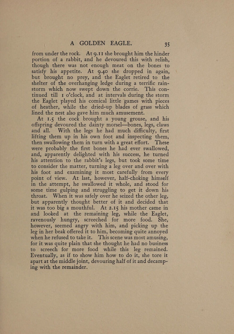 from under the rock. Atg.11 she brought him the hinder portion of a rabbit, and he devoured this with relish, though there was not enough meat on the bones to satisfy his appetite. At 9.40 she dropped in again, but brought no prey, and the Eaglet retired to the shelter of the overhanging ledge during a terrific rain- storm which now swept down the corrie. This con- tinued till 1 o’clock, and at intervals during the storm the Eaglet played his comical little games with pieces of heather, while the dried-up blades of grass which lined the nest also gave him much amusement. At 1.5 the cock brought a young grouse, and his offspring devoured the dainty morsel—bones, legs, claws and all. With the legs he had much difficulty, first lifting them up in his own foot and inspecting them, then swallowing them in turn with a great effort. These were probably the first bones he had ever swallowed, and, apparently delighted with his success, he turned his attention to the rabbit’s legs, but took some time to consider the matter, turning a leg over and over with his foot and examining it most carefully from every point of view. At last, however, half-choking himself in the attempt, he swallowed it whole, and stood for some time gulping and struggling to get it down his throat. When it was safely over he seized the other leg, but apparently thought better of it and decided that it was too big a mouthful. At 2.15 his mother came in and looked at the remaining leg, while the Eaglet, ravenously hungry, screeched for more food. She, however, seemed angry with him, and picking up the leg in her beak offered it to him, becoming quite annoyed when he refused to take it. ‘This scene was most amusing, for it was quite plain that she thought he had no business to screech for more food while this leg remained. Eventually, as if to show him how to do it, she tore it apart at the middle joint, devouring half of it and decamp- ing with the remainder.