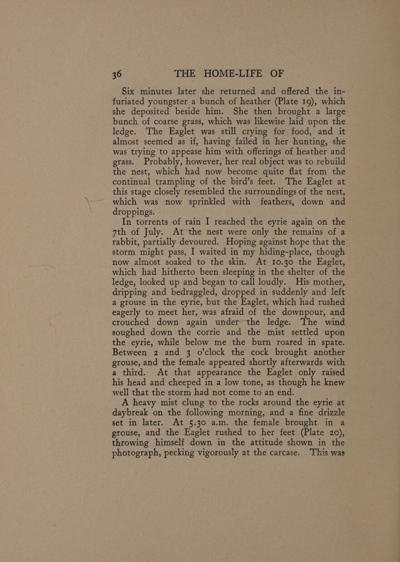 Six minutes later she returned and offered the in- furiated youngster a bunch of heather (Plate 19), which she deposited beside him. She then brought a large bunch of coarse grass, which was likewise laid upon the ledge. The Eaglet was still crying for food, and it almost seemed as if, having failed in her hunting, she was trying to appease him with offerings of heather and grass. Probably, however, her real object was to rebuild the nest, which had now become quite flat from the continual trampling of the bird’s feet. The Eaglet at this stage closely resembled the surroundings of the nest, which was now sprinkled with feathers, down and droppings. In torrents of rain I reached the eyrie again on the 7th of July. At the nest were only the remains of a rabbit, partially devoured. Hoping against hope that the storm might pass, I waited in my hiding-place, though now almost soaked to the skin. At 10.30 the Eaglet, which had hitherto been sleeping in the shelter of the ledge, looked up and began to call loudly. His mother, dripping and bedraggled, dropped in suddenly and left a grouse in the eyrie, but the Eaglet, which had rushed eagerly to meet her, was afraid of the downpour, and crouched down again under the ledge. The wind soughed down the corrie and the mist settled upon the eyrie, while below me the burn roared in spate. Between 2 and 3 o’clock the cock brought another grouse, and the female appeared shortly afterwards with a third. At that appearance the Eaglet only raised his head and cheeped in a low tone, as though he knew well that the storm had not come to an end. A heavy mist clung to the rocks around the eyrie at daybreak on the following morning, and a fine drizzle set in later. At 5.30 a.m. the female brought in a grouse, and the Eaglet rushed to her feet (Plate 20), throwing himself down in the attitude shown in the photograph, pecking vigorously at the carcase. ‘This was