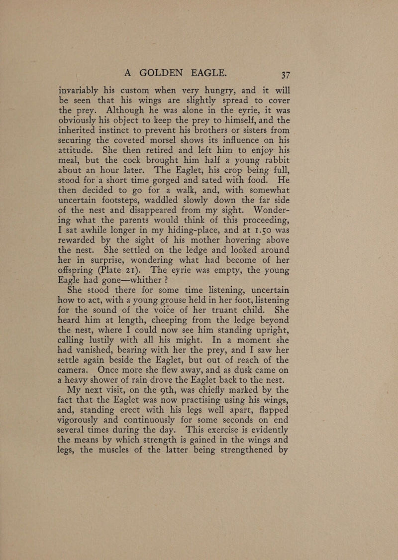 invariably his custom when very hungry, and it will be seen that his wings are slightly spread to cover the prey. Although he was alone in the eyrie, it was obviously his object to keep the prey to himself, and the inherited instinct to prevent his brothers or sisters from securing the coveted morsel shows its influence on his attitude. She then retired and left him to enjoy his meal, but the cock brought him half a young rabbit about an hour later. The Eaglet, his crop being full, stood for a short time gorged and sated with food. He then decided to go for a walk, and, with somewhat uncertain footsteps, waddled slowly down the far side of the nest and disappeared from my sight. Wonder- ing what the parents would think of this proceeding, I sat awhile longer in my hiding-place, and at 1.50 was rewarded by the sight of his mother hovering above the nest. She settled on the ledge and looked around her in surprise, wondering what had become of her offspring (Plate 21). The eyrie was empty, the young Eagle had gone—whither ? She stood there for some time listening, uncertain how to act, with a young grouse held in her foot, listening for the sound of the voice of her truant child. She heard him at length, cheeping from the ledge beyond the nest, where I could now see him standing upright, calling lustily with all his might. In a moment she had vanished, bearing with her the prey, and I saw her settle again beside the Eaglet, but out of reach of the camera. Once more she flew away, and as dusk came on a heavy shower of rain drove the Eaglet back to the nest. My next visit, on the 9th, was chiefly marked by the fact that the Eaglet was now practising using his wings, and, standing erect with his legs well apart, flapped vigorously and continuously for some seconds on end several times during the day. ‘This exercise is evidently the means by which strength is gained in the wings and legs, the muscles of the latter being strengthened by