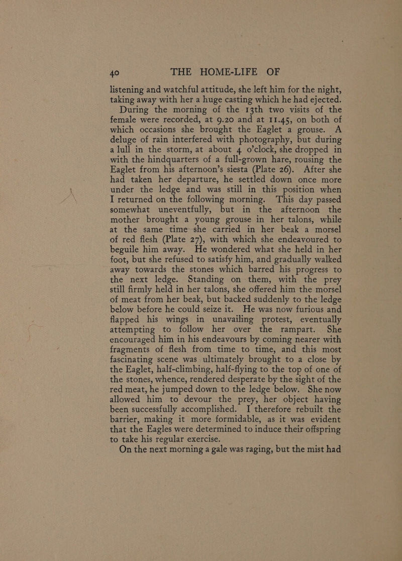listening and watchful attitude, she left him for the night, taking away with her a huge casting which he had ejected. During the morning of the 13th two visits of the female were recorded, at 9.20 and at 11.45, on both of which occasions she brought the Eaglet a grouse. A deluge of rain interfered with photography, but during a lull in the storm, at about 4 o’clock, she dropped in with the hindquarters of a full-grown hare, rousing the Eaglet from his afternoon’s siesta (Plate 26). After she had taken her departure, he settled down once more under the ledge and was still in this position when I returned on the following morning. ‘This day passed somewhat uneventfully, but in the afternoon the mother brought a young grouse in her talons, while at the same time she carried in her beak a morsel of red flesh (Plate 27), with which she endeavoured to beguile him away. He wondered what she held in her foot, but she refused to satisfy him, and gradually walked away towards the stones which barred his progress to the next ledge. Standing on them, with the prey still firmly held in her talons, she offered him the morsel of meat from her beak, but backed suddenly to the ledge below before he could seize it. He was now furious and flapped his wings in unavailing protest, eventually attempting to follow her over the rampart. She encouraged him in his endeavours by coming nearer with fragments of flesh from time to time, and this most fascinating scene was ultimately brought to a close by the Eaglet, half-climbing, half-flying to the top of one of the stones, whence, rendered desperate by the sight of the red meat, he jumped down to the ledge below. She now allowed him to devour the prey, her object having been successfully accomplished. I therefore rebuilt the barrier, making it more formidable, as it was evident that the Eagles were determined to induce their offspring to take his regular exercise. On the next morning a gale was raging, but the mist had