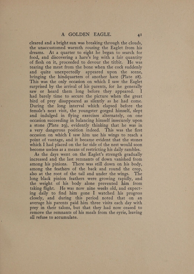 cleared and a bright sun was breaking through the clouds, the unaccustomed warmth rousing the Eaglet from his dreams. At a quarter to eight he began to search for food, and discovering a hare’s leg with a fair quantity of flesh on it, proceeded to devour the titbit. He was tearing the meat from the bone when the cock suddenly and quite unexpectedly appeared upon the scene, bringing the hindquarters of another hare (Plate 28). This was the only occasion on which I saw the Eaglet surprised by the arrival of his parents, for he generally saw or heard them long before they appeared. I had barely time to secure the picture when the great bird of prey disappeared as silently as he had come. During the long interval which elapsed before the female’s next visit, the youngster gorged himself, slept and indulged in flying exercises alternately, on one occasion succeeding in balancing himself insecurely upon a stone (Plate 29), evidently thinking that he was in a very dangerous position indeed. This was the first occasion on which I saw him use his wings to reach a point of vantage, and it became evident that the stones which I had placed on the far side of the nest would soon become useless as a means of restricting his daily rambles. As the days went on the Eaglet’s strength gradually increased and the last remnants of down vanished from among his pinions. ‘There was still down on his body, among the feathers of the back and round the crop, also at the root of the tail and under the wings. The long black pinion feathers were growing rapidly, and the weight of his body alone prevented him from taking flight. He was now nine weeks old, and expect- ing daily to find him gone I watched his progress closely, and during this period noted that on an average his parents paid him three visits each day with prey in their talons, but that they had now ceased to remove the remnants of his meals from the eyrie, leaving all refuse to accumulate.