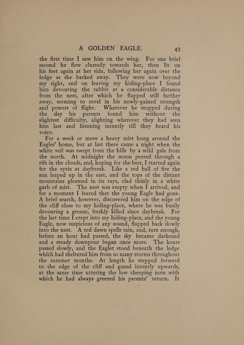 the first time I saw him on the wing. For one brief second he flew clumsily towards her, then lit on his feet again at her side, following her again over the ledge as she backed away. They were now beyond my sight, and on leaving my hiding-place I found him devouring the rabbit at a considerable distance from the nest, after which he flapped still further away, seeming to revel in his newly-gained strength and powers of flight. Wherever he stopped during the day his parents found him without the slightest difficulty, alighting wherever they had seen him last and listening intently till they heard his voice. For a week or more a heavy mist hung around the Eagles’ home, but at last there came a night when the white veil was swept from the hills by a wild gale from the north. At midnight the moon peered through a rift in the clouds, and, hoping for the best, I started again for the eyrie at daybreak. Like a red ball of fire the sun leaped up in the east, and the tops of the distant mountains gleamed in its rays, clad thinly in a white garb of mist. ‘The nest was empty when I arrived, and for a moment I feared that the young Eagle had gone. A brief search, however, discovered him on the edge of the cliff close to my hiding-place, where he was busily devouring a grouse, freshly killed since daybreak. For the last time I crept into my hiding-place, and the young Eagle, now suspicious of any sound, flapped back slowly into the nest. A red dawn spells rain, and, sure enough, before an hour had passed, the sky became darkened and a steady downpour began once more. The hours passed slowly, and the Eaglet stood beneath the ledge which had sheltered him from so many storms throughout the summer months. At length he stepped forward to the edge of the cliff and gazed intently upwards, at the same time uttering the low cheeping note with which he had always greeted his parents’ return. It