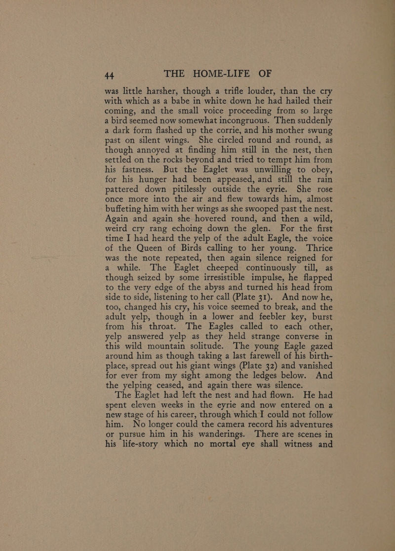 was little harsher, though a trifle louder, than the cry with which as a babe in white down he had hailed their coming, and the small voice proceeding from so large a bird seemed now somewhat incongruous. Then suddenly a dark form flashed up the corrie, and his mother swung past on silent wings. She circled round and round, as though annoyed at finding him still in the nest, then settled on the rocks beyond and tried to tempt him from his fastness. But the Eaglet was unwilling to obey, for his hunger had been appeased, and still the rain pattered down pitilessly outside the eyrie. She rose once more into the air and flew towards him, almost buffeting him with her wings as she swooped past the nest. Again and again she hovered round, and then a wild, weird cry rang echoing down the glen. For the first time I had heard the yelp of the adult Eagle, the voice of the Queen of Birds calling to her young. ‘Thrice was the note repeated, then again silence reigned for a while. The Eaglet cheeped continuously till, as though seized by some irresistible impulse, he flapped to the very edge of the abyss and turned his head from side to side, listening to her call (Plate 31). And now he, too, changed his cry, his voice seemed to break, and the adult yelp, though in a lower and feebler key, burst from his throat. The Eagles called to each other, yelp answered yelp as they held strange converse in this wild mountain solitude. The young Eagle gazed around him as though taking a last farewell of his birth- place, spread out his giant wings (Plate 32) and vanished for ever from my sight among the ledges below. And the yelping ceased, and again there was silence. } The Eaglet had left the nest and had flown. He had spent eleven weeks in the eyrie and now entered on a new stage of his career, through which I could not follow him. No longer could the camera record his adventures or pursue him in his wanderings. There are scenes in his life-story which no mortal eye shall witness and
