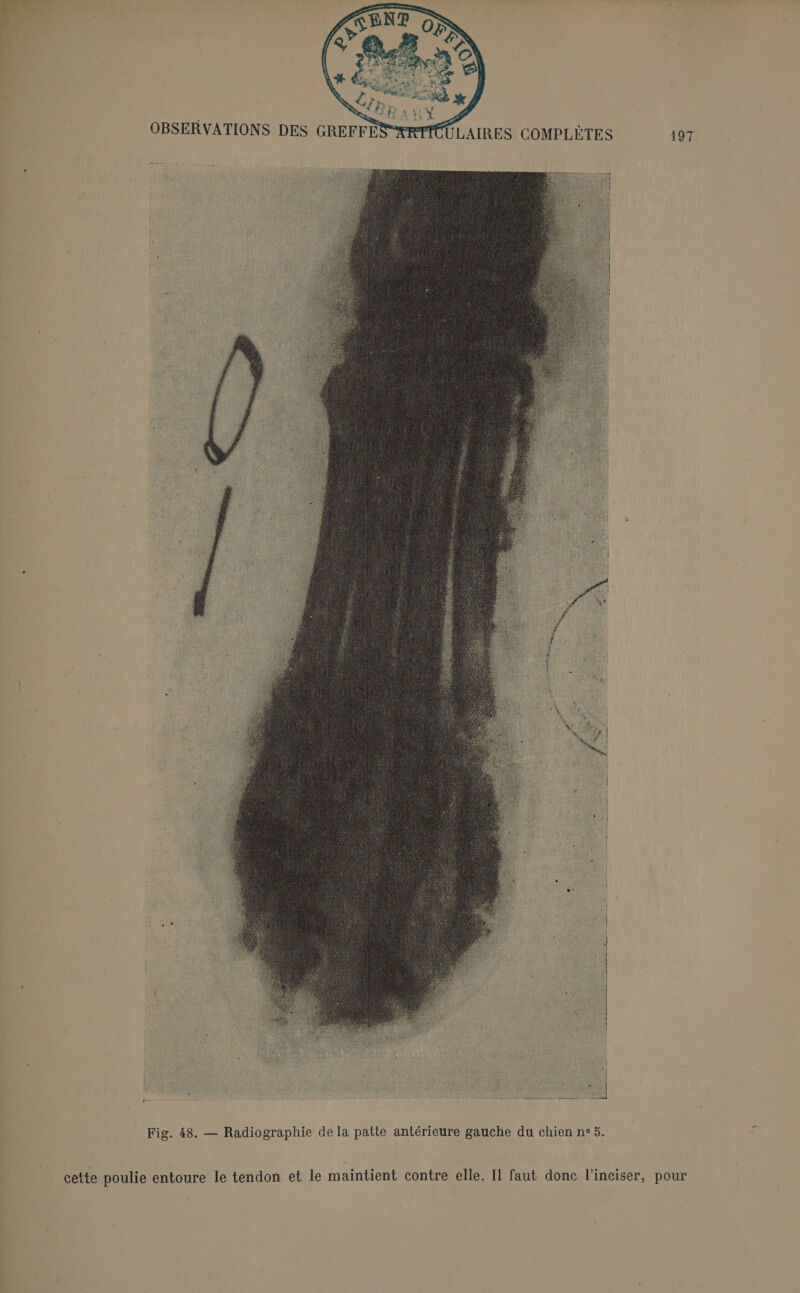 Fig. 48. — Radiographie de la patte antérieure gauche du chien ne 5. cette poulie entoure le tendon et le maintient contre elle. Il faut donc l'inciser, pour