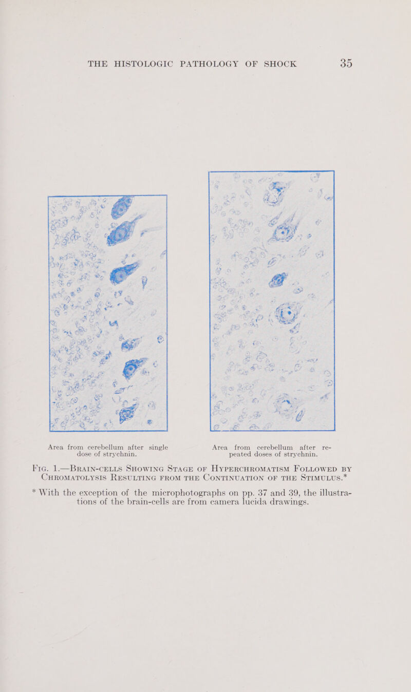 THE HISTOLOGIC PATHOLOGY OF SHOCK B8) Fig. 1.—BRAIN-CELLS SHOWING STAGE OF HYPERCHROMATISM FOLLOWED BY CHROMATOLYSIS RESULTING FROM THE CONTINUATION OF THE STIMULUS.* * With the exception of the microphotographs on pp. 37 and 39, the illustra- tions of the brain-cells are from camera lucida drawings.