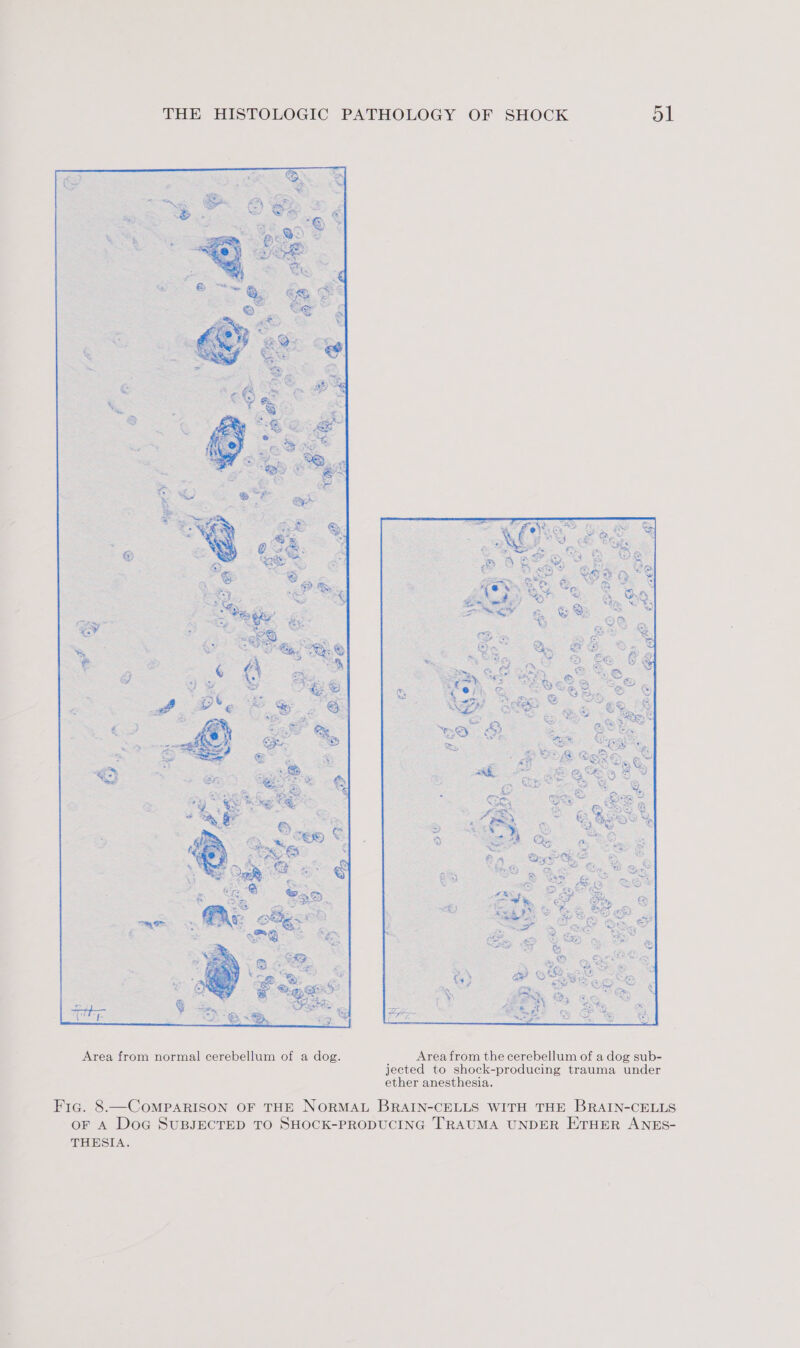 Area from normal cerebellum of a dog. Area from the cerebellum of a dog sub- jected to shock-producing trauma under ether anesthesia. Fic. 8.—CoMPARISON OF THE NORMAL BRAIN-CELLS WITH THE BRAIN-CELLS oF A Dog SUBJECTED TO SHOCK-PRODUCING TRAUMA UNDER ETHER ANES- THESIA.