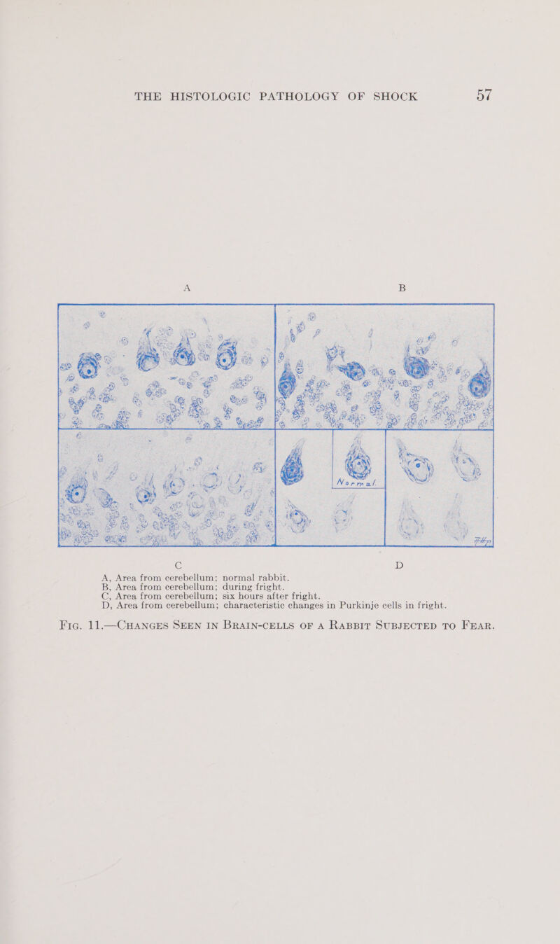 Fig. 11.—CHANGES SEEN IN BRAIN-CELLS OF A RABBIT SUBJECTED TO FEAR.