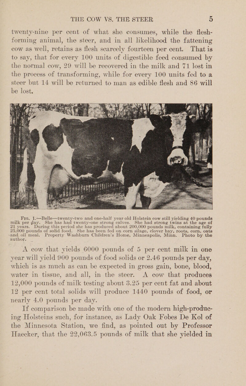 twenty-nine per cent of what she consumes, while the flesh- forming animal, the steer, and in all likelihood the fattening cow as well, retains as flesh scarcely fourteen per cent. That is to say, that for every 100 units of digestible feed consumed by the normal cow, 29 will be recovered in the milk and 71 lost in the process of transforming, while for every 100 units fed to a steer but 14 will be returned to man as edible flesh and 86 will be lost. A cow that yields 6000 pounds of 5 per cent milk in one year will yield 900 pounds of food solids or 2.46 pounds per day, which is as much as can be expected in gross gain, bone, blood, water in tissue, and all, in the steer. A cow that produces 12,000 pounds of milk testing about 3.25 per cent fat and about 12 per cent total solids will produce 1440 pounds of food, or nearly 4.0 pounds per day. If comparison be made with one of the modern high-produc- ing Holsteins such, for instance, as Lady Oak Fobes De Kol of the Minnesota Station, we find, as pointed out by Professor Haecker, that the 22,063.5 pounds of milk that she yielded in