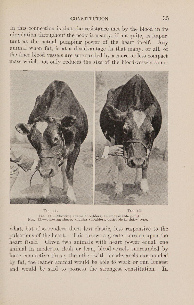 in this connection is that the resistance met. by the blood in its circulation throughout the body is nearly, if not quite, as impor- tant as the actual pumping power of the heart itself. Any animal when fat, is at a disadvantage in that many, or all, of the finer blood vessels are surrounded by a more or less compact mass which not only reduces the size of the blood-vessels some- SET Fie. 11.—Showing coarse shoulders, an undesirable point. Fia. 12.—Showing sharp, angular shoulders, desirable in dairy type. what, but also renders them less elastic, less responsive to the pulsations of the heart. This throws a greater burden upon the heart itself. Given two animals with heart power equal, one animal in moderate flesh or lean, blood-vessels surrounded by loose connective tissue, the other with blood-vessels surrounded by fat, the leaner animal would be able to work or run longest and would be said to possess the strongest constitution. In