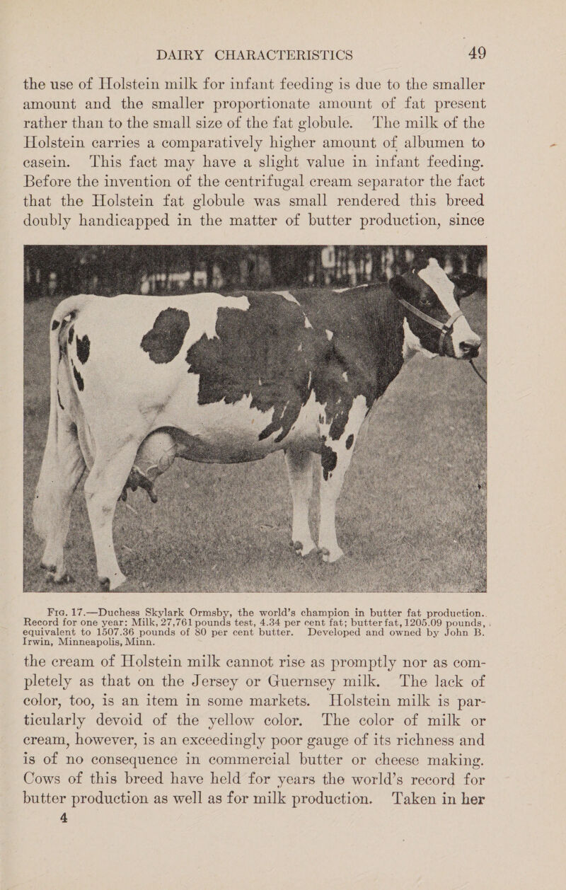 the use of Holstein milk for infant feeding is due to the smaller amount and the smaller proportionate amount of fat present rather than to the small size of the fat globule. The milk of the Holstein carries a comparatively higher amount of albumen to casein. This fact may have a slight value in infant feeding. Before the invention of the centrifugal cream separator the fact that the Holstein fat globule was small rendered this breed doubly handicapped in the matter of butter production, since Fra. 17.—Duchess Skylark Ormsby, the world’s champion in butter fat production.. Record for one year: Milk, 27,761 pounds test, 4.34 per cent fat; butter fat, 1205.09 pounds, | equivalent to 1507.36 pounds of 80 per cent butter. Developed and owned by John B Irwin, Minneapolis, Minn. the cream of Holstein milk cannot rise as promptly nor as com- pletely as that on the Jersey or Guernsey milk. The lack of color, too, is an item in some markets. Holstein milk is par- ticularly devoid of the yellow color. The color of milk or cream, however, is an exceedingly poor gauge of its richness and is of no consequence in commercial butter or cheese making. Cows of this breed have held for years the world’s record for butter production as well as for milk production. Taken in her 4