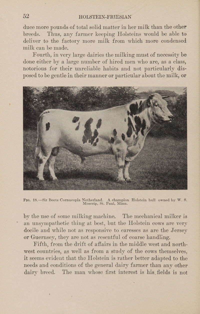 duce more pounds of total solid matter in her milk than the other breeds. Thus, any farmer keeping Holsteins would be able to deliver to the factory more milk from which more condensed milk can be made. | Fourth, in very large dairies the milking must of necessity be done either by a large number of hired men who are, as a class, notorious for their unreliable habits and not particularly dis- posed to be gentle in their manner or particular about the milk, or Fig. 18.—Sir Beets Cornucopia Netherland. A champion Holstein bull owned by W. §&amp;. Moscrip, St. Paul, Minn. by the use of some milking machine. The mechanical milker is an unsympathetic thing at best, but the Holstein cows are very docile and while not as responsive to caresses as are the Jersey or Guernsey, they are not as resentful of coarse handling. Fifth, from the drift of affairs in the middle west and north- west countries, as well as from a study of the cows themselves, it seems evident that the Holstein is rather better adapted to the needs and conditions of the general dairy farmer than any other dairy breed. The man whose first interest is his, fields is not