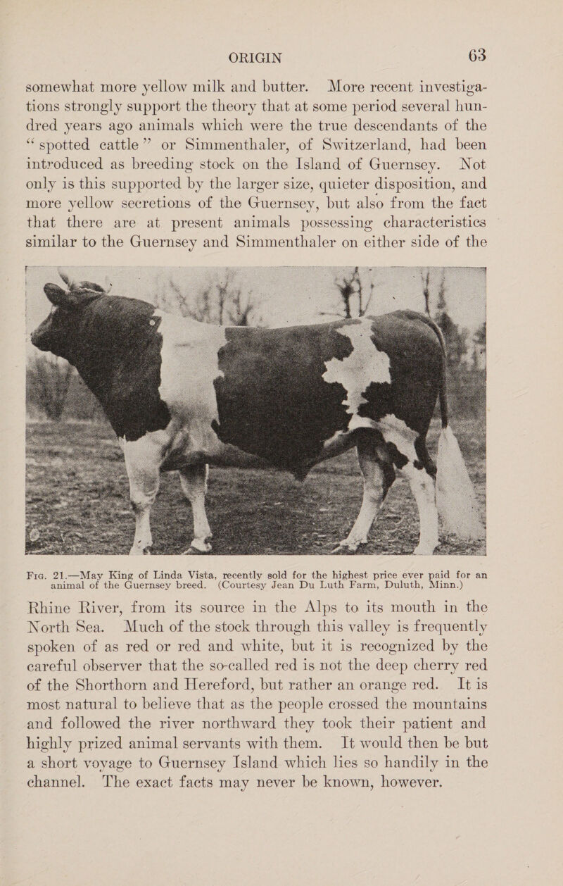 somewhat more yellow milk and butter. More recent investiga- tions strongly support the theory that at some period several hun- dred years ago animals which were the true descendants of the “spotted cattle”? or Simmenthaler, of Switzerland, had been introduced as breeding stock on the Island of Guernsey. Not only is this supported by the larger size, quieter disposition, and more yellow secretions of the Guernsey, but also from the fact that there are at present animals possessing characteristics similar to the Guernsey and Simmenthaler on either side of the Fia. 21.—May King of Linda Vista, recently sold for the highest price ever paid for an animal of the Guernsey breed. (Courtesy Jean Du Luth Farm, Duluth, Minn.) Rhine River, from its source in the Alps to its mouth in the North Sea. Much of the stock through this valley is frequently spoken of as red or red and white, but it is recognized by the careful observer that the so-called red is not the deep cherry red of the Shorthorn and Hereford, but rather an orange red. It is most natural to believe that as the people crossed the mountains and followed the river northward they took their patient and highly prized animal servants with them. It would then be but a short voyage to Guernsey Island which lies so handily in the channel. The exact facts may never be known, however.