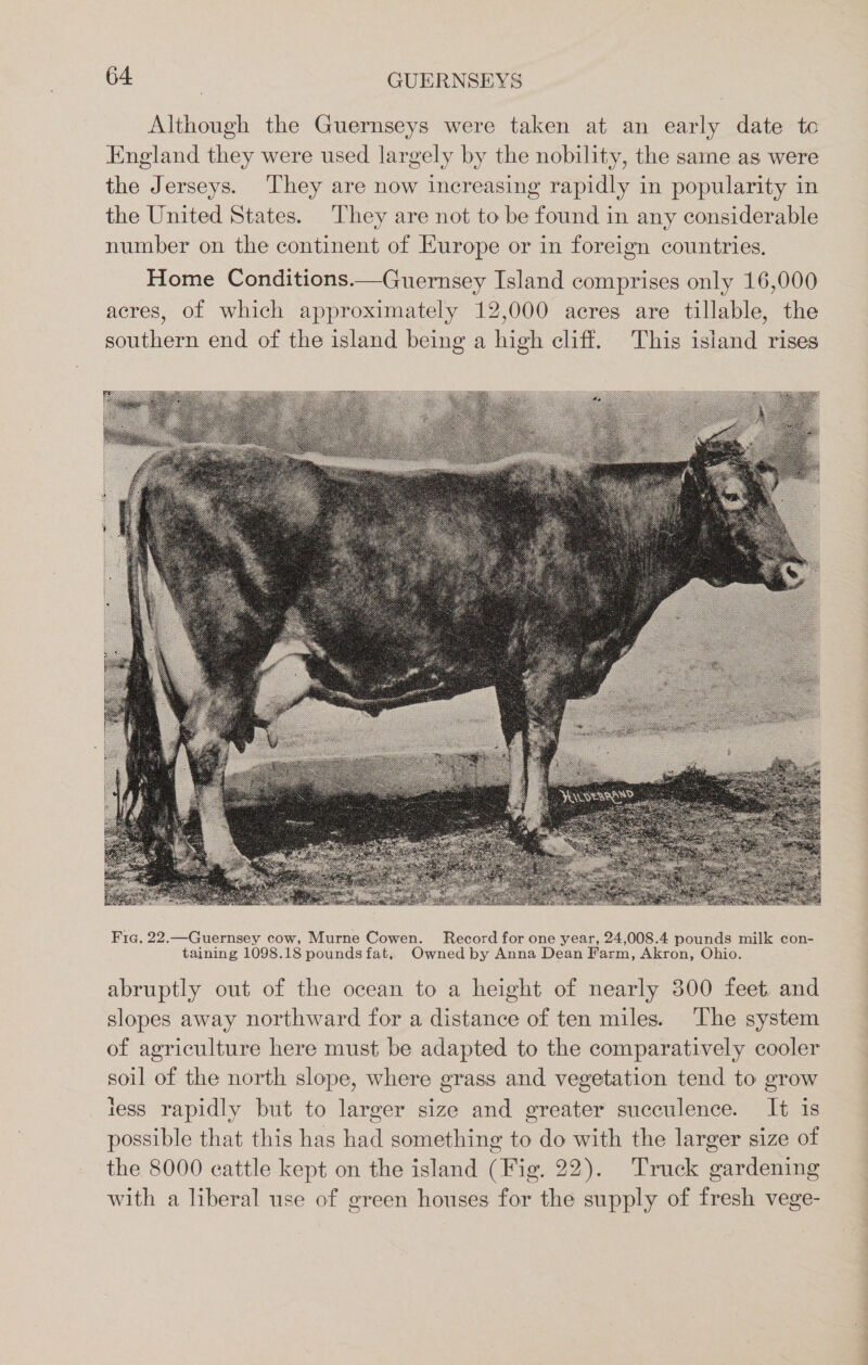 Although the Guernseys were taken at an early date to England they were used largely by the nobility, the same as were the Jerseys. They are now increasing rapidly in popularity in the United States. They are not to be found in any considerable number on the continent of Kurope or in foreign countries. Home Conditions.—Guernsey Island comprises only 16,000 acres, of which approximately 12,000 acres are tillable, the southern end of the island being a high cliff. This isiand rises Fia. 22.—Guernsey cow, Murne Cowen. Record for one year, 24,008.4 pounds milk con- taining 1098.18 pounds fat. Owned by Anna Dean Farm, Akron, Ohio. abruptly out of the ocean to a height of nearly 300 feet. and slopes away northward for a distance of ten miles. The system of agriculture here must be adapted to the comparatively cooler soil of the north slope, where grass and vegetation tend to grow less rapidly but to larger size and greater succulence. It is possible that this has had something to do with the larger size of the 8000 cattle kept on the island (Fig. 22). Truck gardening with a liberal use of green houses for the supply of fresh vege-