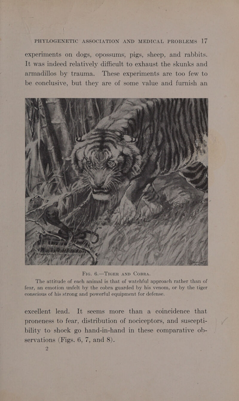 experiments on dogs, opossums, pigs, sheep, and rabbits. It was indeed relatively difficult to exhaust the skunks and armadillos by trauma. These experiments are too few to be conclusive, but they are of some value and furnish an The attitude of each animal is that of watchful approach rather than of fear, an emotion unfelt by the cobra guarded by his venom, or by the tiger conscious of his strong and powerful equipment for defense. excellent lead. It seems more than a coincidence that proneness to fear, distribution of nociceptors, and suscepti- bility to shock go hand-in-hand in these comparative ob- servations (Figs. 6, 7, and 8). )