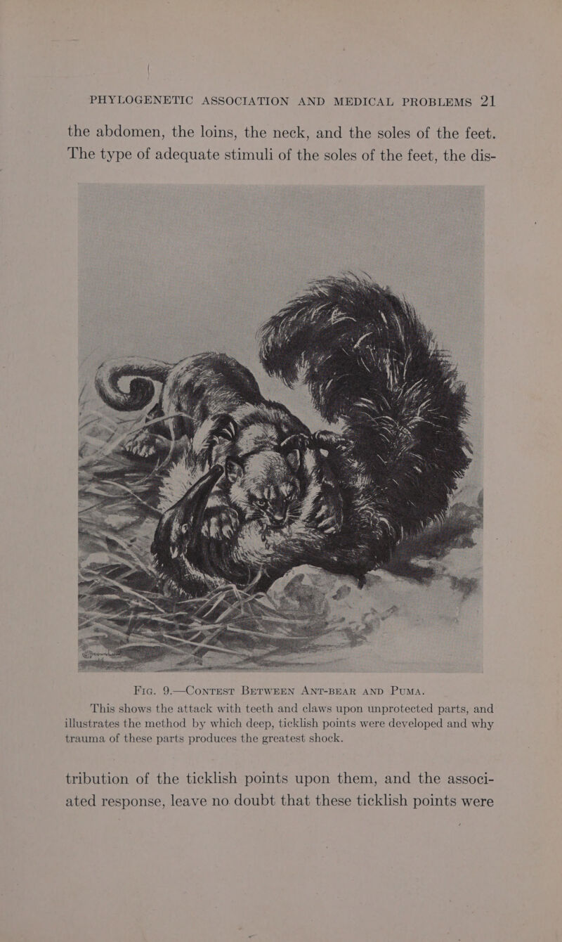 the abdomen, the loins, the neck, and the soles of the feet. The type of adequate stimuli of the soles of the feet, the dis- Fig. 9.—Contest BETWEEN ANT-BEAR AND PUMA. This shows the attack with teeth and claws upon unprotected parts, and illustrates the method by which deep, ticklish pots were developed and why trauma of these parts produces the greatest shock. tribution of the ticklish points upon them, and the associ- ated response, leave no doubt that these ticklish points were