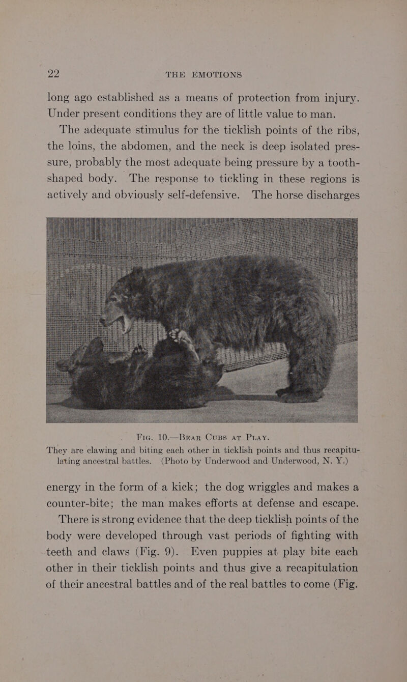 long ago established as a means of protection from injury. Under present conditions they are of little value to man. The adequate stimulus for the ticklish points of the ribs, the loins, the abdomen, and the neck is deep isolated pres- sure, probably the most adequate being pressure by a tooth- shaped body. The response to tickling in these regions is actively and obviously self-defensive. The horse discharges energy in the form of a kick; the dog wriggles and makes a counter-bite; the man makes efforts at defense and escape. There is strong evidence that the deep ticklish points of the body were developed through vast periods of fighting with teeth and claws (Fig. 9). Even puppies at play bite each other in their ticklish points and thus give a recapitulation of their ancestral battles and of the real battles to come (Fig.