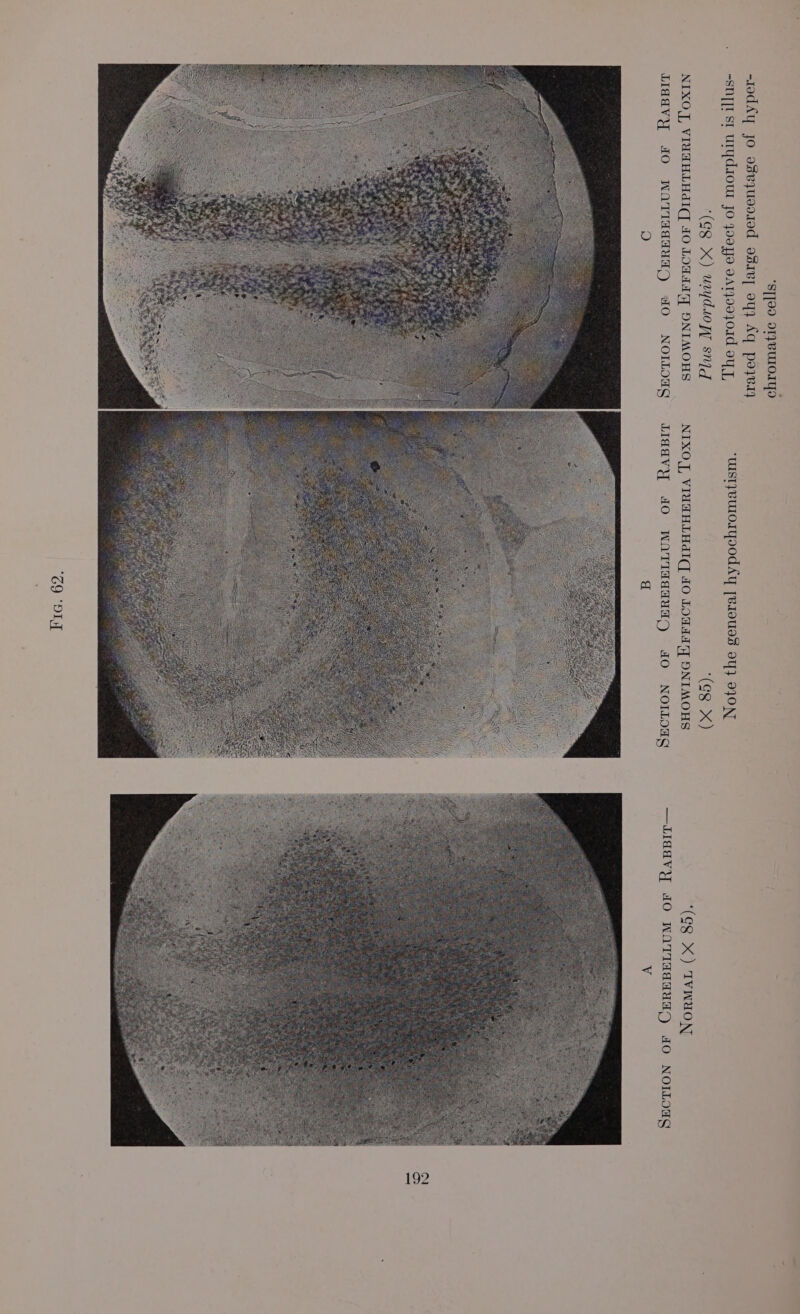 ‘WST}BULOIYOOUdAY [B19UIS OY} OJON (G8 X) NIXO J, VIYAHLAdIC, HO LOATH DONIMOHS Liddvy dO WOTTHEHaH) FAO NOLO S 2 19