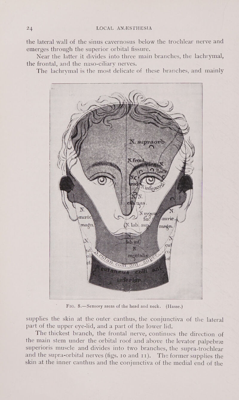 the lateral wall of the sinus cavernosus below the trochlear nerve and emerges through the superior orbital fissure. Near the latter it divides into three main branches, the lachrymal, the frontal, and the naso-ciliary nerves. The lachrymal is the most delicate of these branches, and mainly Fic. 8.—Sensory areas of the head and neck. (Hasse.) supplies the skin at the outer canthus, the conjunctiva of the lateral part of the upper eye-lid, and a part of the lower lid. The thickest branch, the frontal nerve, continues the direction of the main stem under the orbital roof and above the levator palpebrze superioris muscle and divides into two branches, the supra-trochlear and the supra-orbital nerves (figs. 10 and 11). The former supplies the skin at the inner canthus and the conjunctiva of the medial end of the