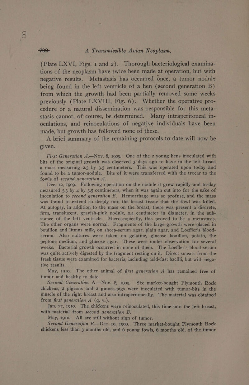 Ae 262. A Transmissible Avian Neoplasm. (Plate LXVI, Figs. 1 and 2). Thorough bacteriological examina- tions of the neoplasm have twice been made at operation, but with negative results. Metastasis has occurred once, a tumor nodule being found in the left ventricle of a hen (second generation B) from which the growth had been partially removed some weeks previously (Plate LXVIII, Fig. 6). Whether the operative pro- cedure or a natural dissemination was responsible for this meta- stasis cannot, of course, be determined. Many intraperitoneal in- oculations, and reinoculations of negative individuals have been made, but growth has followed none of these. A brief summary of the remaining protocols to date will now be given. First Generation A.—Nov. 8, 1909.' One of the 2 young hens inoculated with bits of the original growth was observed 3 days ago to have in the left breast a mass measuring 2.5 by 3.5 centimeters. This was operated upon today and found to be a tumor-nodule. Bits of it were transferred with the trocar to the fowls of second generation A. Dec. 12, 1909. Following operation on the nodule it grew es and to-day measured 5.3 by 4 by 3.5 centimeters, when it was again cut into for the sake of inoculation to second generation B. Hemorrhage was so profuse, and the mass was found to extend so deeply into the breast tissue that the fowl was killed. At autopsy, in addition to the mass on the.breast, there was present a discrete, firm, translucent, grayish-pink nodule, 0.4 centimeter in diameter, in the sub- stance of the left ventricle. Microscopically, this proved to be a metastasis. The other organs were normal. Fragments of the large growth were placed in bouillon and litmus milk, on sheep-serum agar, plain agar, and Loeffler’s blood- serum. Also cultures were taken on gelatine, glucose bouillon, potato, the peptone medium, and glucose agar. These were under observation for several weeks. Bacterial growth occurred in none of them. The Loeffler’s blood serum was quite actively digested by the fragment resting on it. Direct smears from the fresh tissue were examined for bacteria, including acid-fast bacilli, but with nega- tive results. May, 1910. The other animal of first generation A has remained free of tumor and healthy to date. Second Generation A.—Nov. 8, 1909. Six market-bought Plymouth Rock chickens, 2 pigeons and 2 guinea-pigs were inoculated with tumor-bits in the muscle of the right breast and also intraperitoneally. The material was obtained from first generation A (q. v.). Jan. 27, 1910. The chickens were reinoculated, this time into the left breast, with material from second generation B. May, 1910. All are still without sign of tumor.
