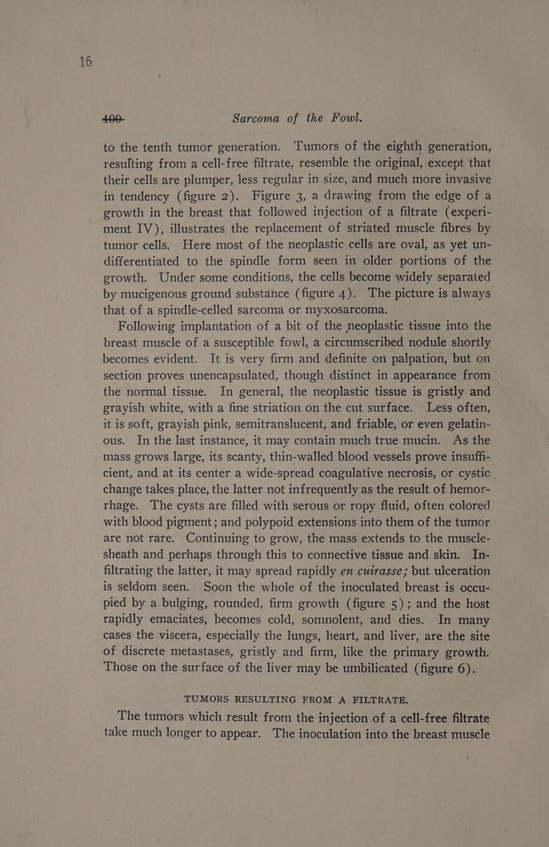j— (2 bY 4.00- Sarcoma of the Fowl. to the tenth tumor generation. Tumors of the eighth generation, resulting from a cell-free filtrate, resemble the original, except that their cells are plumper, less regular in size, and much more invasive in tendency (figure 2). Figure 3, a drawing from the edge of a growth in the breast that followed injection of a filtrate (experi- ment IV), illustrates the replacement of striated muscle fibres by tumor cells. Here most of the neoplastic cells are oval, as yet un- differentiated to the spindle form seen in older portions of the growth. Under some conditions, the cells become widely separated by mucigenous ground substance (figure 4). The picture is always that of a spindle-celled sarcoma or myxosarcoma. Following implantation of a bit of the neoplastic tissue into the breast muscle of a susceptible fowl, a circumscribed nodule shortly becomes evident. It is very firm and definite on palpation, but on section proves unencapsulated, though distinct in appearance from the normal tissue. In general, the neoplastic tissue is gristly and grayish white, with a fine striation on the cut surface. Less often, it is soft, grayish pink, semitranslucent, and friable, or even gelatin- ous. In the last instance, it may contain much true mucin. As the mass grows large, its scanty, thin-walled blood vessels prove insufh- cient, and at its center a wide-spread coagulative necrosis, or cystic change takes place, the latter not infrequently as the result of hemor- rhage. The cysts are filled with serous or ropy fluid, often colored with blood pigment; and polypoid extensions into them of the tumor are not rare. Continuing to grow, the mass extends to the muscle- sheath and perhaps through this to connective tissue and skin. In- filtrating the latter, it may spread rapidly en cuirasse; but ulceration is seldom seen. Soon the whole of the inoculated breast is occu- pied by a bulging, rounded, firm growth (figure 5); and the host rapidly emaciates, becomes cold, somnolent, and dies. In many cases the viscera, especially the lungs, heart, and liver, are the site of discrete metastases, gristly and firm, like the primary growth. Those on the surface of the liver may be umbilicated (figure 6). TUMORS RESULTING FROM A FILTRATE. The tumors which result from the injection of a cell-free filtrate take much longer to appear. The inoculation into the breast muscle