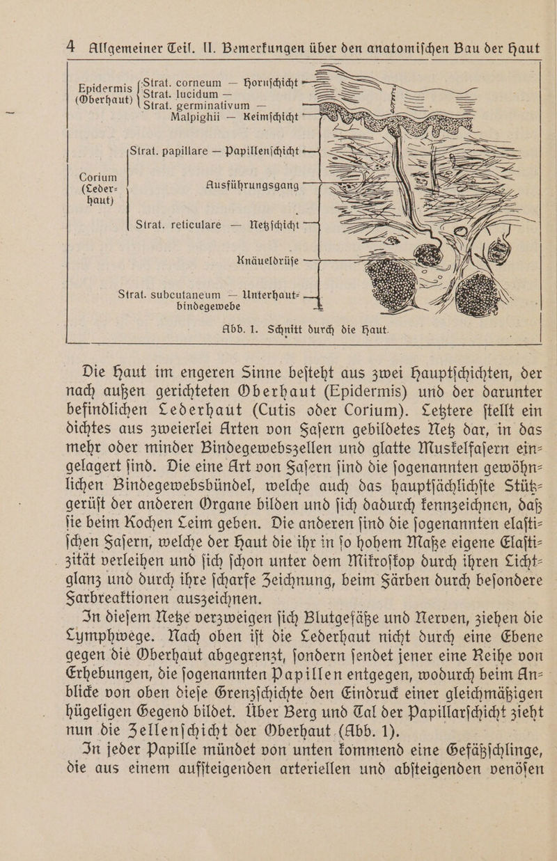 Strat. germinativum — Malpighii — he | Strat. papillare — Papillenſchicht Corium (Leder: haut) Ausführungsgang Strat. reticulare — Netzſchicht Unäueldrüſe Strat. subeutaneum — Unterhaut— bindegewebe Abb. 1. Schnitt durch die Haut. Die Haut im engeren Sinne beſteht aus zwei Hauptſchichten, der nach außen gerichteten Oberhaut (Epidermis) und der darunter befindlichen ederhaut (Cutis oder Corium). Letztere ſtellt ein dichtes aus zweierlei Arten von Faſern gebildetes Netz dar, in das mehr oder minder Bindegewebszellen und glatte Muskelfaſern ein⸗ gelagert ſind. Die eine Art von Faſern ſind die ſogenannten gewöhn⸗ lichen Bindegewebsbündel, welche auch das hauptſächlichſte Stütz⸗ gerüſt der anderen Organe bilden und ſich dadurch kennzeichnen, daß lie beim Kochen Leim geben. Die anderen find die ſogenannten elaſti⸗ ſchen Faſern, welche der Haut die ihr in fo hohem Maße eigene Elaſti⸗ zität verleihen und ſich ſchon unter dem Mikroſkop durch ihren Licht- glanz und durch ihre ſcharfe Zeichnung, beim Färben durch beſondere Farbreaktionen auszeichnen. In dieſem Netze verzweigen ſich Blutgefäße und Nerven, ziehen die Cumphwege. Nach oben iſt die Lederhaut nicht durch eine Ebene gegen die Oberhaut abgegrenzt, ſondern ſendet jener eine Reihe von Erhebungen, die ſogenannten Papillen entgegen, wodurch beim An⸗ blicke von oben dieſe Grenzſchichte den Eindruck einer gleichmäßigen hügeligen Gegend bildet. Über Berg und Tal der Papillarſchſcht zieht nun die Zellenſchicht der Oberhaut (Abb. 1). In jeder Papille mündet von unten kommend eine Gefäßſchlinge, die aus einem aufſteigenden arteriellen und abſteigenden venöſen