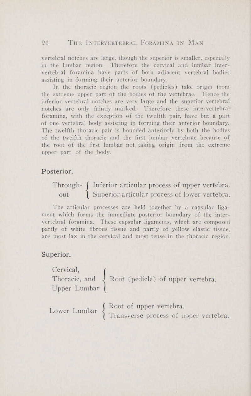 vertebral notches are large, though the superior is smaller, especially in the lumbar region. Therefore the cervical and lumbar inter- vertebral foramina have parts of both adjacent vertebral bodies assisting in forming their anterior boundary. In the thoracic region the roots (pedicles) take origin from the extreme upper part of the bodies of the vertebrae. Hence the inferior vertebral notches are very large and the superior vertebral notches are only faintly marked. Therefore these intervertebral foramina, with the exception of the twelfth pair, have but a part of one vertebral body assisting in forming their anterior boundary. The twelfth thoracic pair is bounded anteriorly by both the bodies of the twelfth thoracic and the first lumbar vertebrae because of the root of the first lumbar not taking origin from the extreme upper part of the body. Posterior. Through- { Inferior articular process of upper vertebra. out Superior articular process of lower vertebra. The articular processes are held together by a capsular liga- ment which forms the immediate posterior boundary of the inter- vertebral foramina. These capsular ligaments, which are composed partly of white fibrous tissue and partly of yellow elastic tissue, are most lax in the cervical and most tense in the thoracic region. Superior. Cervical, Thoracic, and Root (pedicle) of upper vertebra. Upper Lumbar Root of upper vertebra. Lower Lumbar PP Transverse process of upper vertebra.