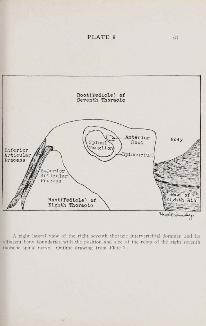 Root(Pedicle) of Seventh Thoracic Tnferior Acticular Process Root(Pedicle) of Eighth Thoracic A right lateral view of the right seventh thoracic intervertebral foramen and its adjacent bony boundaries with the position and size of the roots of the right seventh feed thoracic spinal nerve. Outline drawing from Plate 7.
