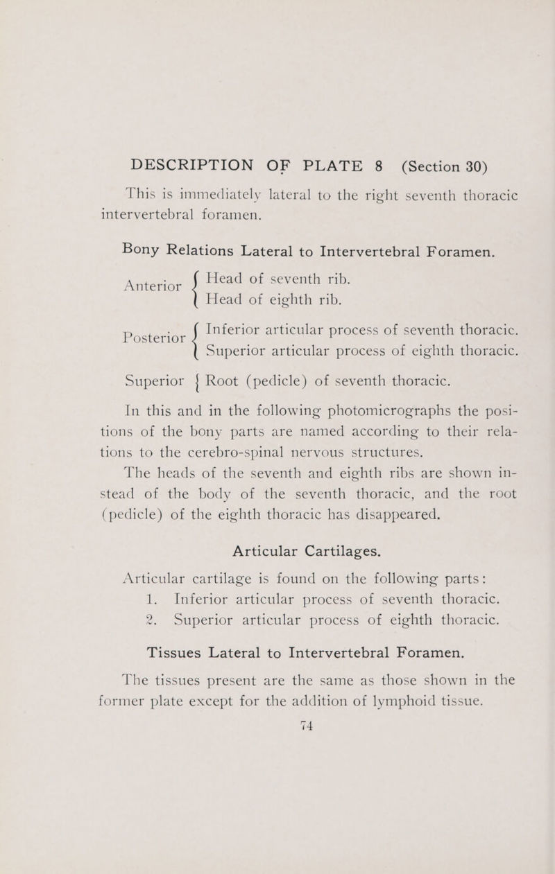 This is immediately lateral to the right seventh thoracic intervertebral foramen. Bony Relations Lateral to Intervertebral Foramen. ere Head of seventh rib. Anterior Head of eighth rib. Inferior articular process of seventh thoracic. Posterior Superior articular process of eighth thoracic. Superior | Root (pedicle) of seventh thoracic. In this and in the following photomicrographs the posi- tions of the bony parts are named according to their rela- tions to the cerebro-spinal nervous structures. The heads of the seventh and eighth ribs are shown in- stead of the body of the seventh thoracic, and the root (pedicle) of the eighth thoracic has disappeared. Articular Cartilages. Articular cartilage is found on the following parts: 1. Inferior articular process of seventh thoracic. 2. Superior articular process of eighth thoracic. Tissues Lateral to Intervertebral Foramen. The tissues present are the same as those shown in the former plate except for the addition of lymphoid tissue.
