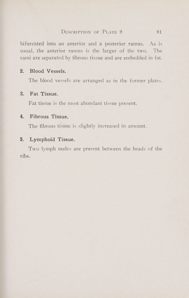 bifurcated into an anteridr and a posterior ramus. As is usual, the anterior ramus is the larger of the two. The rami are separated by fibrous tissue and are embedded in fat. 2. Blood Vessels. The blood vessels are arranged as in the former plates. 3. Fat Tissue. Fat tissue is the most abundant tissue present. 4. Fibrous Tissue. The fibrous tissue is slightly increased in amount. 5. Lymphoid Tissue. Two lymph nodes are present between the heads of the ribs.
