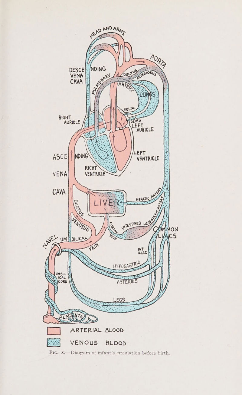 RIGHT AURIGLE q FT LE TURIGLE }/LEFT VENTRICLE fees] ARTERIAL BLOOD feed =VENOUS BLOOD Fic. 8.—Diagram of infant’s circulation before birth.