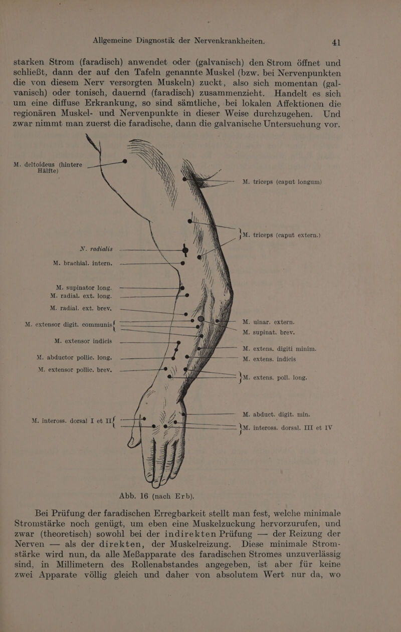 starken Strom (faradisch) anwendet oder (galvanisch) den Strom öffnet und schließt, dann der auf den Tafeln genannte Muskel (bzw. bei Nervenpunkten die von diesem Nerv versorgten Muskeln) zuckt, also sich momentan (gal- vanisch) oder tonisch, dauernd (faradisch) zusammenzieht. Handelt es sich um eine diffuse Erkrankung, so sind sämtliche, bei lokalen Affektionen die regionären Muskel- und Nervenpunkte in dieser Weise durchzugehen. Und zwar nimmt man zuerst die faradische, dann die galvanische Untersuchung vor. M. deltoideus (hintere Hälfte) M. triceps (caput longum) Ya. triceps (caput extern.) N. radialis M. brachial. intern. M. supinator long. M. radial. ext. long. M. radial. ext. brev, M. extensor digit. communist RE u ET M. ulnar. extern. M. supinat. brev. M. extensor indieis M. extens. digiti minim. M. abductor pollic. long. M. extens. indieis M. extensor pollic. brev. \ je extens. poll. long. . abduct. digit. min. M. inteross. dorsal I et 11 © 2 M \ Im. inteross. dorsal. III et IV Abb. 16 (nach Erb). Bei Prüfung der faradischen Erregbarkeit stellt man fest, welche minimale Stromstärke noch genügt, um eben eine Muskelzuckung hervorzurufen, und zwar (theoretisch) sowohl bei der indirekten Prüfung — der Reizung der Nerven — als der direkten, der Muskelreizung. Diese minimale Strom- stärke wird nun, da alle Meßapparate des faradischen Stromes unzuverlässig sind, in Millimetern des Rollenabstandes angegeben, ist aber für keine zwei Apparate völlig gleich und daher von absolutem Wert nur da, wo