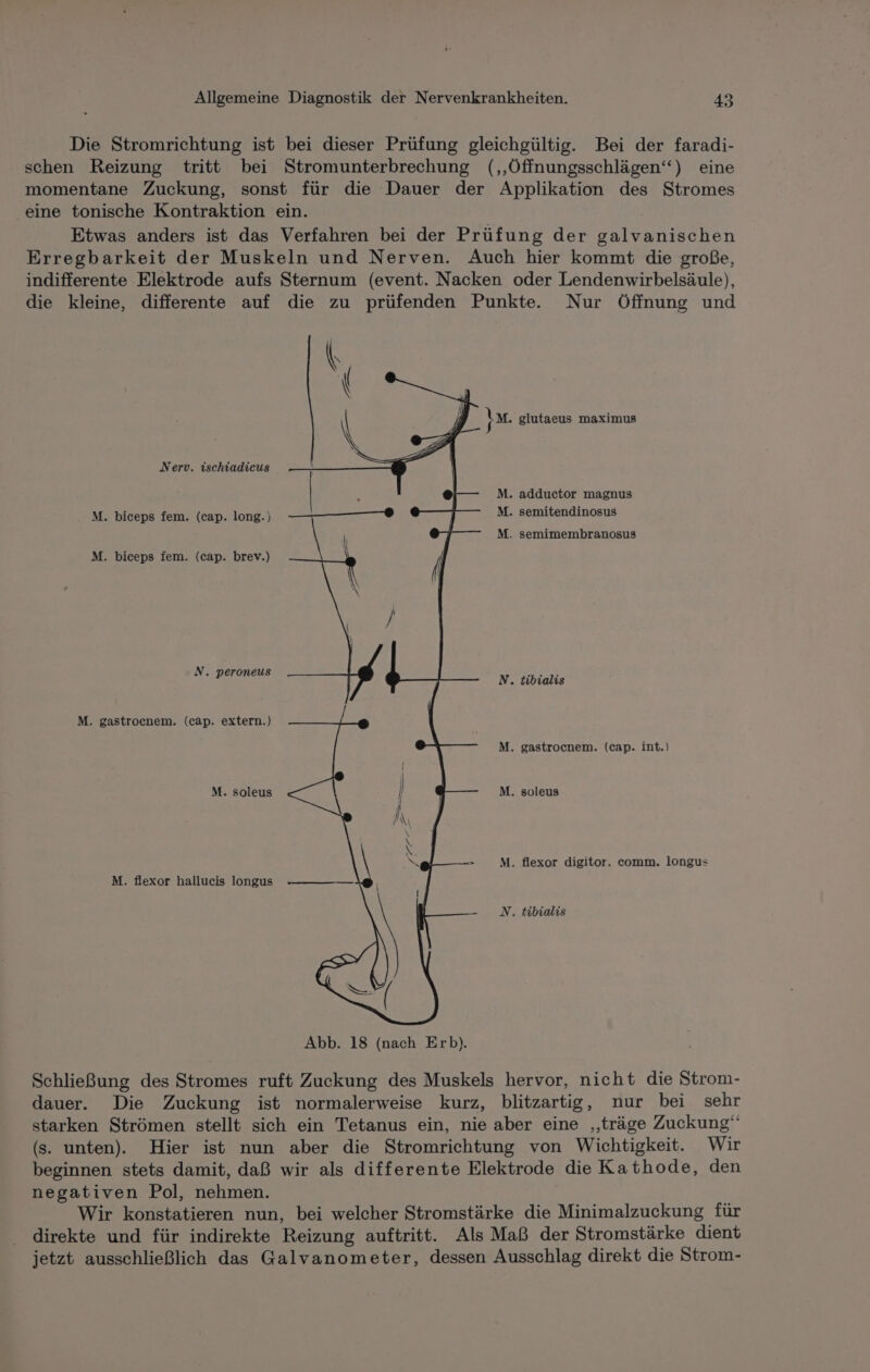 Die Stromrichtung ist bei dieser Prüfung gleichgültig. Bei der faradi- schen Reizung tritt bei Stromunterbrechung (,Öffnungsschlägen‘) eine momentane Zuckung, sonst für die Dauer der Applikation des Stromes eine tonische Kontraktion ein. Etwas anders ist das Verfahren bei der Prüfung der galvanischen Erregbarkeit der Muskeln und Nerven. Auch hier kommt die große, indifferente Elektrode aufs Sternum (event. Nacken oder Lendenwirbelsäule), die kleine, differente auf die zu prüfenden Punkte. Nur Öffnung und ( \ Im. glutaeus maximus Nerv. ischiadicus M. adductor magnus M. biceps fem. (cap. long.) M. semitendinosus M. semimembranosus M. biceps fem. (cap. brev.) N. nit Kascg N. tibialis M. gastrocnem. (cap. extern.) M. gastrocnem. (cap. int.) M. soleus M. soleus M. flexor digitor. comm. longus M. flexor hallueis longus N. tibialis Schließung des Stromes ruft Zuckung des Muskels hervor, nicht die Strom- dauer. Die Zuckung ist normalerweise kurz, blitzartig, nur bei sehr starken Strömen stellt sich ein Tetanus ein, nie aber eine ‚‚träge Zuckung‘“ (s. unten). Hier ist nun aber die Stromrichtung von Wichtigkeit. Wir beginnen stets damit, daß wir als differente Elektrode die Kathode, den negativen Pol, nehmen. Wir konstatieren nun, bei welcher Stromstärke die Minimalzuckung für direkte und für indirekte Reizung auftritt. Als Maß der Stromstärke dient jetzt ausschließlich das Galvanometer, dessen Ausschlag direkt die Strom-