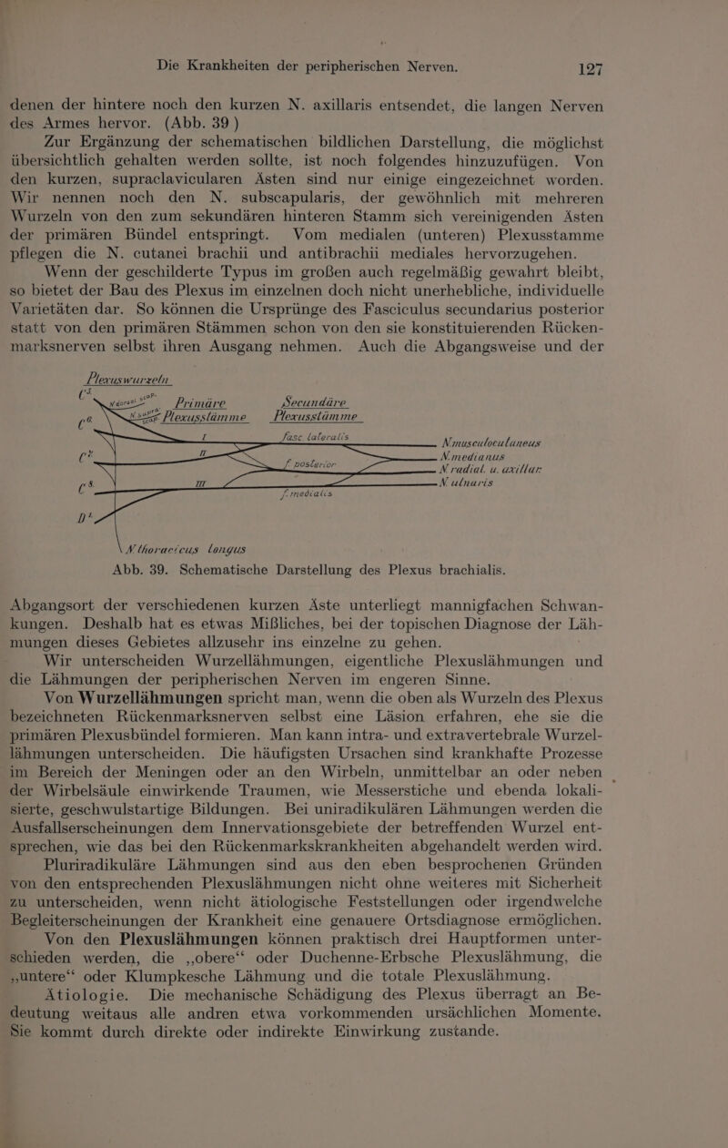 denen der hintere noch den kurzen N. axillaris entsendet, die langen Nerven des Armes hervor. (Abb. 39 ) Zur Ergänzung der schematischen bildlichen Darstellung, die möglichst übersichtlich gehalten werden sollte, ist noch folgendes hinzuzufügen. Von den kurzen, supraclavicularen Ästen sind nur einige eingezeichnet worden. Wir nennen noch den N. subscapularis, der gewöhnlich mit mehreren Wurzeln von den zum sekundären hinteren Stamm sich vereinigenden Ästen der primären Bündel entspringt. Vom medialen (unteren) Plexusstamme pflegen die N. cutanei brachii und antibrachii mediales hervorzugehen. Wenn der geschilderte Typus im großen auch regelmäßig gewahrt bleibt, so bietet der Bau des Plexus im einzelnen doch nicht unerhebliche, individuelle Varietäten dar. So können die Ursprünge des Fasciculus secundarius posterior statt von den primären Stämmen schon von den sie konstituierenden Rücken- marksnerven selbst ihren Ausgang nehmen. Auch die Abgangsweise und der Plexuswurzeln scaf* Primäre Secundäre ns Plexusslimme _Plexusstämme_ zcaPp' @sc. laleralis Nmuscuboeulaneus N.medianus N radial. u. axillar N ulnaris Ir medialis N thorac:cus longus Abb. 39. Schematische Darstellung des Plexus brachialis. Abgangsort der verschiedenen kurzen Äste unterliegt mannigfachen Schwan- kungen. Deshalb hat es etwas Mißliches, bei der topischen Diagnose der Balls mungen dieses Gebietes allzusehr ins einzelne zu gehen. Wir unterscheiden Wurzellähmungen, eigentliche Plexuslähmungen und die Lähmungen der peripherischen Nerven im engeren Sinne. Von Wurzellähmungen spricht man, wenn die oben als Wurzeln des Plexus bezeichneten Rückenmarksnerven selbst eine Läsion erfahren, ehe sie die primären Plexusbündel formieren. Man kann intra- und extravertebrale Wurzel- lähmungen unterscheiden. Die häufigsten Ursachen sind krankhafte Prozesse im Bereich der Meningen oder an den Wirbeln, unmittelbar an oder neben der Wirbelsäule einwirkende Traumen, wie Messerstiche und ebenda lokali- sierte, geschwulstartige Bildungen. Bei uniradikulären Lähmungen werden die Ausfallserscheinungen dem Innervationsgebiete der betreffenden Wurzel ent- sprechen, wie das bei den Rückenmarkskrankheiten abgehandelt werden wird. Pluriradikuläre Lähmungen sind aus den eben besprochenen Gründen von den entsprechenden Plexuslähmungen nicht ohne weiteres mit Sicherheit zu unterscheiden, wenn nicht ätiologische Feststellungen oder irgendwelche Begleiterscheinungen der Krankheit eine genauere Ortsdiagnose ermöglichen. Von den Plexuslähmungen können praktisch drei Hauptformen unter- schieden werden, die ‚obere‘“ oder Duchenne-Erbsche Plexuslähmung, die „untere‘‘ oder Klumpkesche Lähmung: und die totale Plexuslähmung. Ätiologie. Die mechanische Schädigung des Plexus überragt an Be- deutung weitaus alle andren etwa vorkommenden ursächlichen Momente. Sie kommt durch direkte oder indirekte Einwirkung zustande.