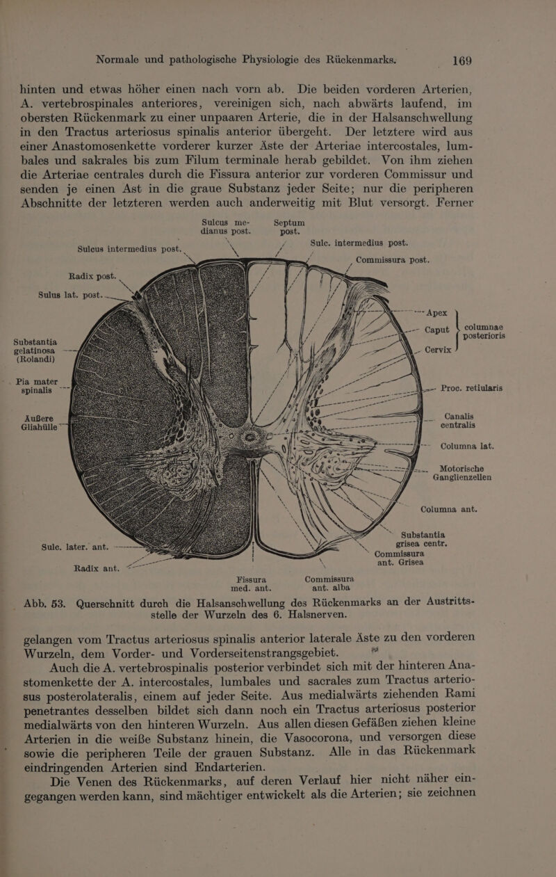 Ah 5 Normale und pathologische Physiologie des Rückenmarks. | 169 hinten und etwas höher einen nach vorn ab. Die beiden vorderen Arterien, A. vertebrospinales anteriores, vereinigen sich, nach abwärts laufend, im obersten Rückenmark zu einer unpaaren Arterie, die in der Halsanschwellung in den Tractus arteriosus spinalis anterior übergeht. Der letztere wird aus einer Anastomosenkette vorderer kurzer Äste der Arteriae intercostales, lum- bales und sakrales bis zum Filum terminale herab gebildet. Von ihm ziehen die Arteriae centrales durch die Fissura anterior zur vorderen Commissur und senden je einen Ast in die graue Substanz jeder Seite; nur die peripheren Abschnitte der letzteren werden auch anderweitig mit Blut versorgt. Ferner Sulcus me- Septum dianus post. post. Suleus intermedius post._ x ik Sulc. intermedius post. / , Commissura post. 4 N% ’ . 4 ‘ f f yes 4 ı 2 i 17 | 2 2 7 Radix post. _ 1/1 4 S Sulus lat. post. ._ Se Annex columnae Substantia posterioris gelatinosa (Rolandi) Pia mater spinalis Äußere NE A\ Alk ER Ü _ Canalis Gliahülle ° 7 ; FELL DB ET | centralis - Columna lat. Motorische Ganglienzellen Columna ant. &gt; Substantia Sule. later. ant. -—--- RS grisea centr, = - ‘“ Commissura Radix ant. EEE He e% ant. Grisea Fissura Commissura med. ant. ant. alba Abb. 53. Querschnitt durch die Halsanschwellung des Rückenmarks an der Austritts- stelle der Wurzeln des 6. Halsnerven. gelangen vom Tractus arteriosus spinalis anterior laterale Äste zu den vorderen Wurzeln, dem Vorder- und Vorderseitenstrangsgebiet. E Auch die A. vertebrospinalis posterior verbindet sich mit der hinteren Ana- stomenkette der A. intercostales, lumbales und sacrales zum Tractus arterio- sus posterolateralis, einem auf jeder Seite. Aus medialwärts ziehenden Rami penetrantes desselben bildet sich dann noch ein Tractus arteriosus posterior medialwärts von den hinteren Wurzeln. Aus allen diesen Gefäßen ziehen kleine Arterien in die weiße Substanz hinein, die Vasocorona, und versorgen diese sowie die peripheren Teile der grauen Substanz. Alle in das Rückenmark eindringenden Arterien sind Endarterien.  Die Venen des Rückenmarks, auf deren Verlauf hier nicht näher ein- gegangen werden kann, sind mächtiger entwickelt als die Arterien; sie zeichnen