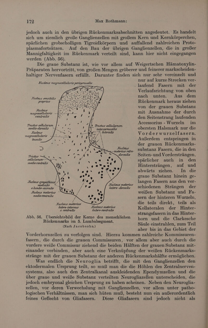 jedoch auch in den übrigen Rückenmarksabschnitten angedeutet. Es handelt sich um ziemlich große Ganglienzellen mit großem Kern und Kernkörperchen, spärlichen grobscholligen Tigroidkörpern und auffallend zahlreichen Proto- plasmafortsätzen. Auf den Bau der übrigen Ganglienzellen, die in großer Mannigfaltigkeit im Rückenmark verteilt sind, kann hier nicht eingegangen werden (Abb. 56). Die graue Substanz ist, wie vor allem auf Weigertschen Hämatoxylin- Präparaten hervortritt, von großen Mengen gröberer und feinerer markscheiden- haltiger Nervenfasern erfüllt. Darunter finden sich nur sehr vereinzelt und nur auf kurze Strecken ver- Nucleus magnocellularis pericornualis . a PER .laufend Fasern mit der z RT TR Verlaufsriehtung von oben ee Rn NEENTBEETEERR nach unten. Aus dem proprius WESTSEITE fe Rückenmark heraus ziehen ® von der grauen Substanz ne 5 An a mit Ausnahme der durch a I N den Seitenstrang laufenden ER er EEE ln Accessorius - Wurzeln im medio-dersalis =. 4 N) “ intercomnalis obersten Halsmark nur die ! E ER . s ARE Vorderwurzelfasern. Dasalis a N \ Außerdem entspringen in a; Shshee\ \ der grauen Rückenmarks- “ ZA ‘Fs nice „ substanz Fasern, die in den Felt SR NE AN Re eelenen Seiten-und Vordersträngen, EG 4 ee spärlicher auch in den wii, N ur De Hintersträngen, auf und 3 r RERL, s 5 .“ abwärts ziehen. In die RR BIENEN graue Substanz hinein ge- Pucleus Impalhieus) y Ri ,' RD langen Fasern aus den ver- slumbo-saerelis \yg__ | / ’. 3 EEE schiedenen Strängen der Nucleus malarins U, / .. weißen Substanz und Fa- ar ie 2 nn Re sern der hinteren Wurzeln, Weder Br eis &gt; die teils direkt, teils als er reae ee Kollateralen der Hinter- strangsfasern in das Hinter- horn und die Clarkesche Säule einstrahlen, zum Teil aber bis in das Gebiet der Vorderhornzellen zu verfolgen sind. Hierzu kommen zahlreiche Kommissuren- fasern, die durch die grauen Commissuren, vor allem aber auch durch die vordere weiße Commissur ziehend die beiden Hälften der grauen Substanz mit- einander verbinden, aber auch eine Verknüpfung der weißen Rückenmarks- stränge mit der grauen Substanz der anderen Rückenmarkshälfte ermöglichen. Was endlich die Neuroglia betrifft, die mit den Ganglienzellen den ektodermalen Ursprung teilt, so muß man die die Höhlen des Zentralnerven- systems, also auch den Zentralkanal auskleidenden Ependymzellen und die über graue und weiße Substanz verteilten Neurogliazellen unterscheiden, die jedoch embryonal gleichen Ursprung zu haben scheinen. Neben den Neuroglia- zellen, vor deren Verwechslung mit Ganglienzellen, vor allem unter patho- logischen Verhältnissen, man sich hüten muß, besteht nun ein außerordentlich feines Geflecht von Gliafasern. Diese Gliafasern sind jedoch nicht als Abb. 56. Übersichtsbild der Kerne des menschlichen Rückenmarks im 5. Lumbalsegment. (Nach Jacobsohn.)