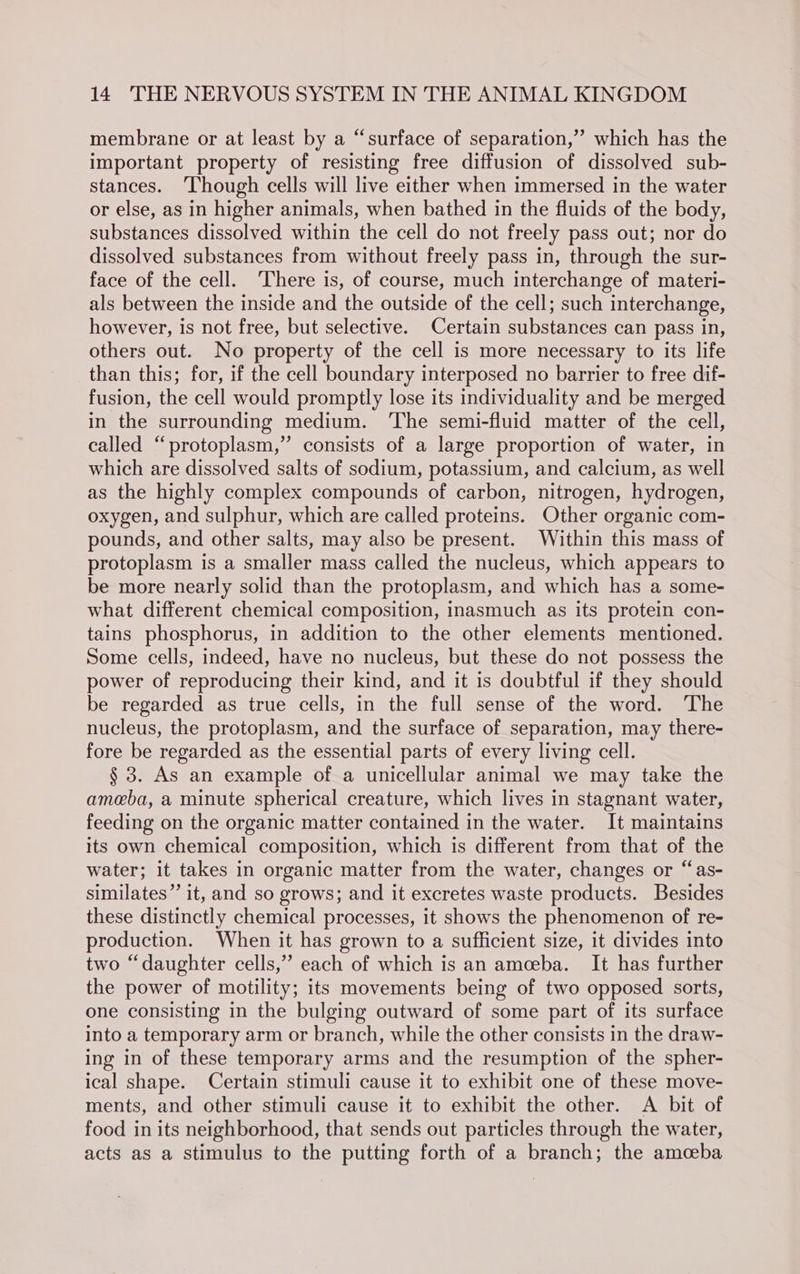 membrane or at least by a “surface of separation,” which has the important property of resisting free diffusion of dissolved sub- stances. ‘Though cells will live either when immersed in the water or else, as in higher animals, when bathed in the fluids of the body, substances dissolved within the cell do not freely pass out; nor do dissolved substances from without freely pass in, through the sur- face of the cell. ‘There is, of course, much interchange of materi- als between the inside and the outside of the cell; such interchange, however, is not free, but selective. Certain substances can pass in, others out. No property of the cell is more necessary to its life than this; for, if the cell boundary interposed no barrier to free dif- fusion, the cell would promptly lose its individuality and be merged in the surrounding medium. ‘The semi-fluid matter of the cell, called “protoplasm,” consists of a large proportion of water, in which are dissolved salts of sodium, potassium, and calcium, as well as the highly complex compounds of carbon, nitrogen, hydrogen, oxygen, and sulphur, which are called proteins. Other organic com- pounds, and other salts, may also be present. Within this mass of protoplasm is a smaller mass called the nucleus, which appears to be more nearly solid than the protoplasm, and which has a some- what different chemical composition, inasmuch as its protein con- tains phosphorus, in addition to the other elements mentioned. Some cells, indeed, have no nucleus, but these do not possess the power of reproducing their kind, and it is doubtful if they should be regarded as true cells, in the full sense of the word. The nucleus, the protoplasm, and the surface of separation, may there- fore be regarded as the essential parts of every living cell. § 3. As an example of a unicellular animal we may take the ameba, a minute spherical creature, which lives in stagnant water, feeding on the organic matter contained in the water. It maintains its own chemical composition, which is different from that of the water; it takes in organic matter from the water, changes or “as- similates”’ it, and so grows; and it excretes waste products. Besides these distinctly chemical processes, it shows the phenomenon of re- production. When it has grown to a sufficient size, it divides into two “daughter cells,” each of which is an ameeba. It has further the power of motility; its movements being of two opposed sorts, one consisting in the bulging outward of some part of its surface into a temporary arm or branch, while the other consists in the draw- ing in of these temporary arms and the resumption of the spher- ical shape. Certain stimuli cause it to exhibit one of these move- ments, and other stimuli cause it to exhibit the other. A bit of food in its neighborhood, that sends out particles through the water, acts as a stimulus to the putting forth of a branch; the amceba