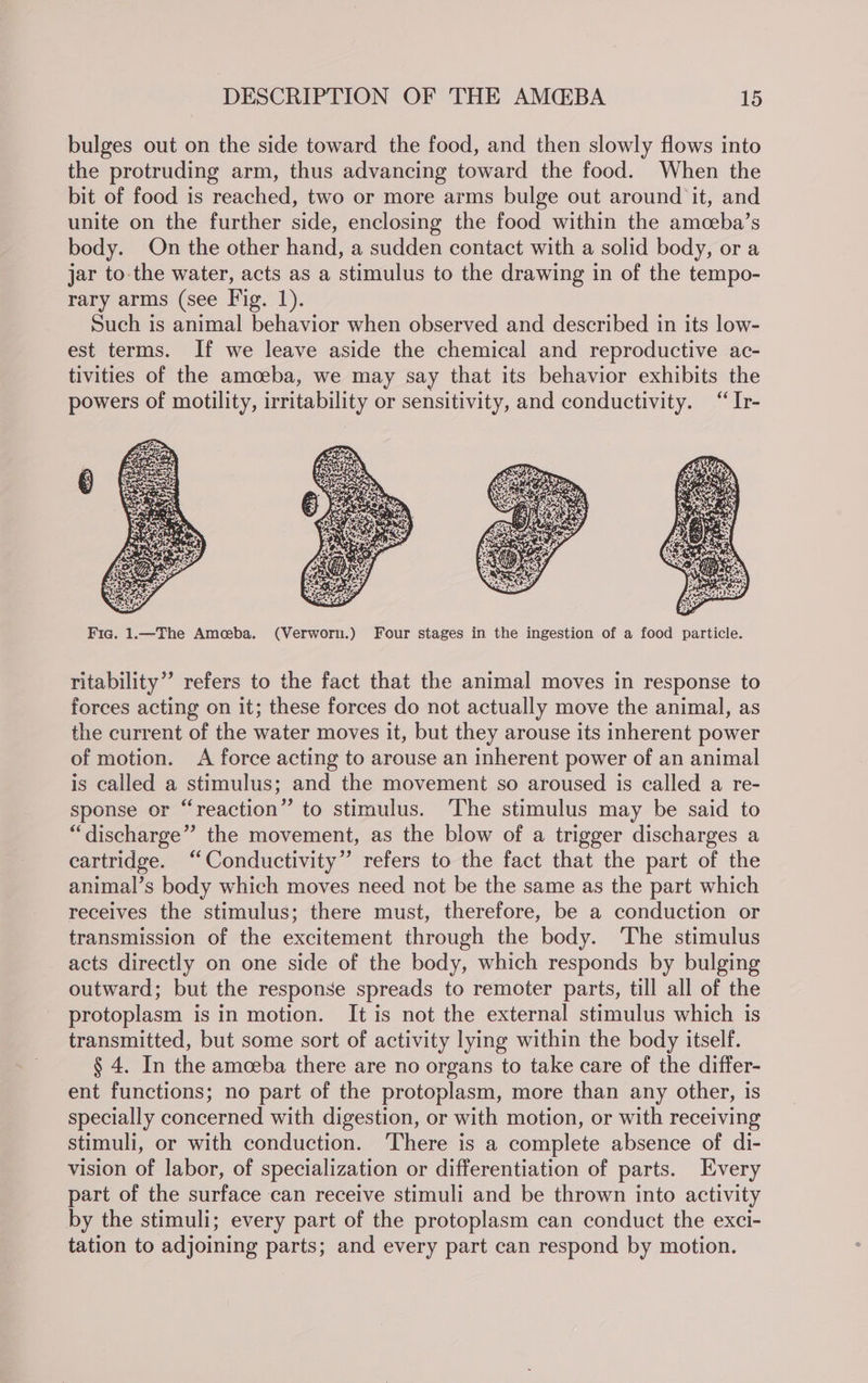 bulges out on the side toward the food, and then slowly flows into the protruding arm, thus advancing toward the food. When the bit of food is reached, two or more arms bulge out around it, and unite on the further side, enclosing the food within the amceba’s body. On the other hand, a sudden contact with a solid body, or a jar to-the water, acts as a stimulus to the drawing in of the tempo- rary arms (see Fig. 1). Such is animal behavior when observed and described in its low- est terms. If we leave aside the chemical and reproductive ac- tivities of the amoeba, we may say that its behavior exhibits the powers of motility, irritability or sensitivity, and conductivity. “ Ir- ritability” refers to the fact that the animal moves in response to forces acting on it; these forces do not actually move the animal, as the current of the water moves it, but they arouse its inherent power of motion. A force acting to arouse an inherent power of an animal is called a stimulus; and the movement so aroused is called a re- sponse or “reaction” to stimulus. ‘The stimulus may be said to “discharge” the movement, as the blow of a trigger discharges a cartridge. “Conductivity” refers to the fact that the part of the animal’s body which moves need not be the same as the part which receives the stimulus; there must, therefore, be a conduction or transmission of the excitement through the body. The stimulus acts directly on one side of the body, which responds by bulging outward; but the response spreads to remoter parts, till all of the protoplasm is in motion. It is not the external stimulus which is transmitted, but some sort of activity lying within the body itself. § 4. In the amceba there are no organs to take care of the differ- ent functions; no part of the protoplasm, more than any other, is specially concerned with digestion, or with motion, or with receiving stimuli, or with conduction. There is a complete absence of di- vision of labor, of specialization or differentiation of parts. Every part of the surface can receive stimuli and be thrown into activity by the stimuli; every part of the protoplasm can conduct the exci- tation to adjoining parts; and every part can respond by motion.