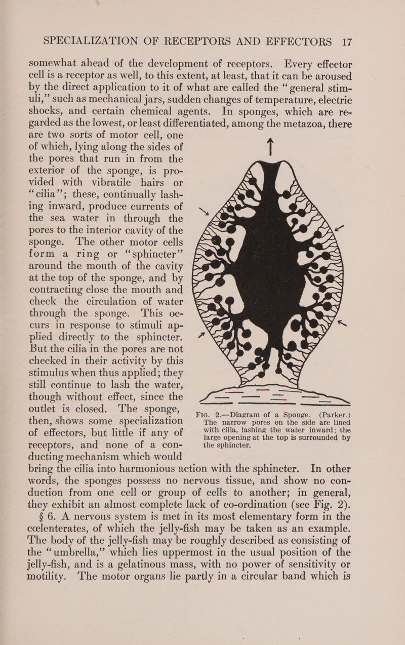 somewhat ahead of the development of receptors. Every effector cell is a receptor as well, to this extent, at least, that it can be aroused by the direct application to it of what are called the “general stim- uli,” such as mechanical jars, sudden changes of temperature, electric shocks, and certain chemical agents. In sponges, which are re- garded as the lowest, or least differentiated, among the metazoa, there are two sorts of motor cell, one of which, lying along the sides of the pores that run in from the exterior of the sponge, is pro- vided with vibratile hairs or “cilia”; these, continually lash- ing inward, produce currents of the sea water in through the pores.to the interior cavity of the sponge. The other motor cells form a ring or “sphincter” around the mouth of the cavity at the top of the sponge, and by contracting close the mouth and check the circulation of water through the sponge. This oc- curs in response to stimuli ap- plied directly to the sphincter. But the cilia in the pores are not checked in their activity by this stimulus when thus applied; they still continue to lash the water, though without effect, since the outlet is closed. The sponge, then, shows some specialization The narrow pores on the side are lined f ith cilia, lashing the water inward: th : : with cilia, lashing the water inward; the of effectors, but little if omy of large opening at the top is surrounded by receptors, and none of a con- __ the sphincter. ducting mechanism which would _ bring the cilia into harmonious action with the sphincter. In other words, the sponges possess no nervous tissue, and show no con- duction from oné cell or group of cells to another; in general, they exhibit an almost complete lack of co-ordination (see Fig. 2). § 6. A nervous system is met in its most elementary form in the ccelenterates, of which the jelly-fish may be taken as an example. The body of the jelly-fish may be roughly described as consisting of the “umbrella,” which lies uppermost in the usual position of the jelly-fish, and is a gelatinous mass, with no power of sensitivity or motility. ‘The motor organs lie partly in a circular band which is