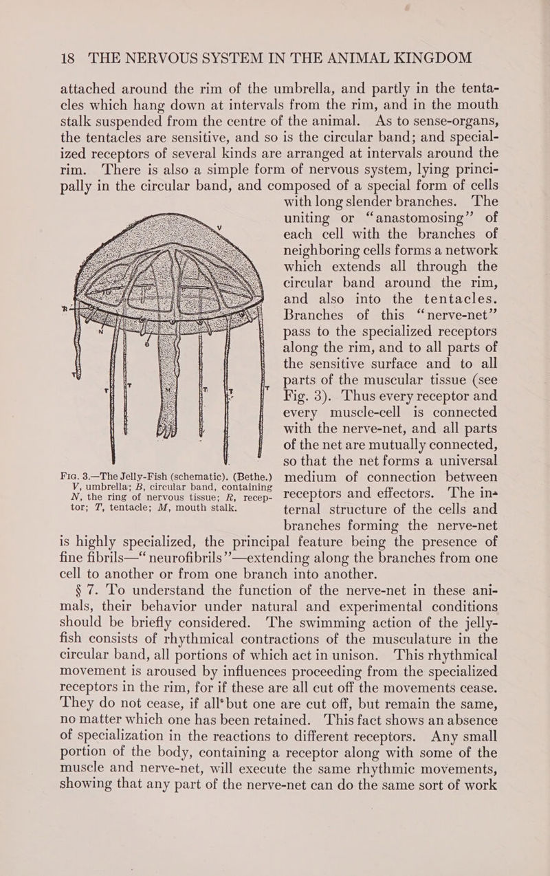 attached around the rim of the umbrella, and partly in the tenta- cles which hang down at intervals from the rim, and in the mouth stalk suspended from the centre of the animal. As to sense-organs, the tentacles are sensitive, and so is the circular band; and special- ized receptors of several kinds are arranged at intervals around the rim. There is also a simple form of nervous system, lying princi- pally in the circular band, and composed of a special form of cells with long slender branches. ‘The uniting or “anastomosing”’ of each cell with the branches of neighboring cells forms a network which extends all through the circular band around the rim, and also into the tentacles. Branches of this “nerve-net” pass to the specialized receptors along the rim, and to all parts of the sensitive surface and to all parts of the muscular tissue (see Fig. 3). Thus every receptor and every muscle-cell is connected with the nerve-net, and all parts of the net are mutually connected, . - so that the net forms a universal Fia. 3.—The Jelly-Fish (schematic). (Bethe.) medium of connection between VY, umbrella; B, circular band, containing ° N, the ring of nervous tissue; R, recep- receptors and effectors. The in- tor, 7 venvacle 2M, MoULh stall. ternal structure of the cells and branches forming the nerve-net is highly specialized, the principal feature being the presence of fine fibrils—* neurofibrils””—extending along the branches from one cell to another or from one branch into another. § 7. To understand the function of the nerve-net in these ani- mals, their behavior under natural and experimental conditions should be briefly considered. ‘The swimming action of the jelly- fish consists of rhythmical contractions of the musculature in the circular band, all portions of which act in unison. This rhythmical movement is aroused by influences proceeding from the specialized receptors in the rim, for if these are all cut off the movements cease. They do not cease, if all*but one are cut off, but remain the same, no matter which one has been retained. This fact shows an absence of specialization in the reactions to different receptors. Any small portion of the body, containing a receptor along with some of the muscle and nerve-net, will execute the same rhythmic movements, showing that any part of the nerve-net can do the same sort of work