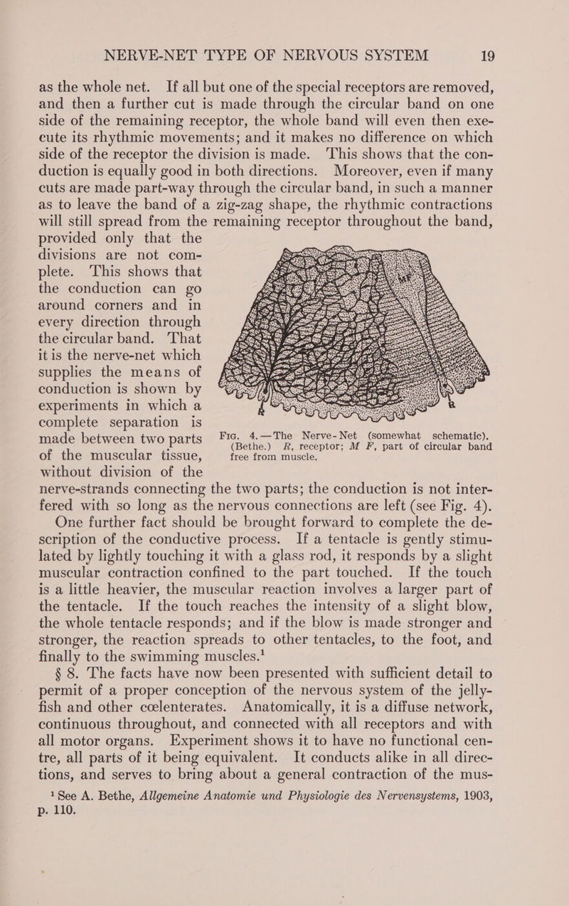 as the whole net. If all but one of the special receptors are removed, and then a further cut is made through the circular band on one side of the remaining receptor, the whole band will even then exe- cute its rhythmic movements; and it makes no difference on which side of the receptor the division is made. ‘This shows that the con- duction is equally good in both directions. Moreover, even if many cuts are made part-way through the circular band, in such a manner as to leave the band of a zig-zag shape, the rhythmic contractions will still spread from the remaining receptor throughout the band, provided only that the divisions are not com- plete. This shows that the conduction can go around corners and in every direction through the circular band. That it is the nerve-net which supplies the means of conduction is shown by experiments in which a complete separation is Fig. 4.—The Nerve-Net (somewhat schematic). made between two parts (Bethe.) R, receptor; M F, part of circular band of the muscular tissue, free from muscle. without division of the nerve-strands connecting the two parts; the conduction is not inter- fered with so long as the nervous connections are left (see Fig. 4). One further fact should be brought forward to complete the de- scription of the conductive process. If a tentacle is gently stimu- lated by lightly touching it with a glass rod, it responds by a slight muscular contraction confined to the part touched. If the touch is a little heavier, the muscular reaction involves a larger part of the tentacle. If the touch reaches the intensity of a slight blow, the whole tentacle responds; and if the blow is made stronger and stronger, the reaction spreads to other tentacles, to the foot, and finally to the swimming muscles.’ § 8. The facts have now been presented with sufficient detail to permit of a proper conception of the nervous system of the jelly- fish and other ccelenterates. Anatomically, it is a diffuse network, continuous throughout, and connected with all receptors and with all motor organs. Experiment shows it to have no functional cen- tre, all parts of it being equivalent. It conducts alike in all direc- tions, and serves to bring about a general contraction of the mus- 1$ee A. Bethe, Allgemeine Anatomie und Physiologie des Nervensystems, 1903, p. 110.