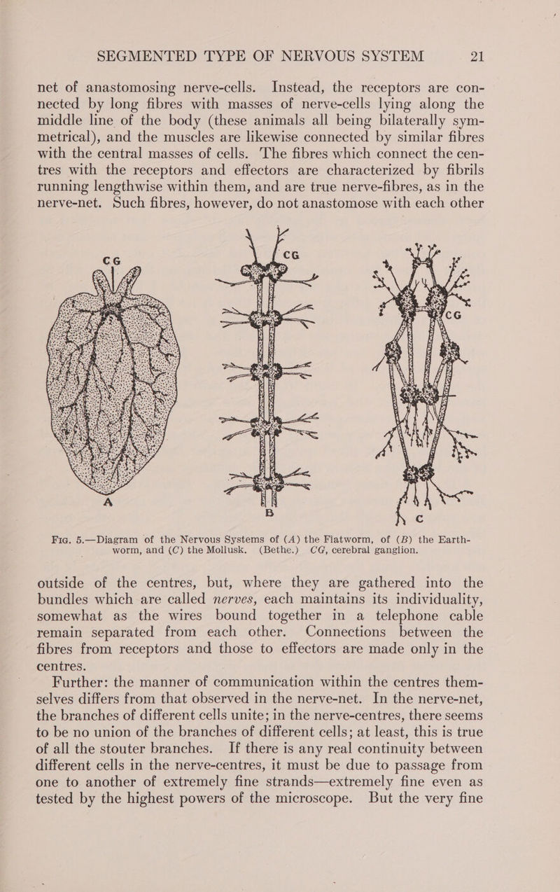 net of anastomosing nerve-cells. Instead, the receptors are con- nected by long fibres with masses of nerve-cells lying along the middle line of the body (these animals all being bilaterally sym- metrical), and the muscles are likewise connected by similar fibres with the central masses of cells. The fibres which connect the cen- tres with the receptors and effectors are characterized by fibrils running lengthwise within them, and are true nerve-fibres, as in the nerve-net. Such fibres, however, do not anastomose with each other outside of the centres, but, where they are gathered into the bundles which are called nerves, each maintains its individuality, somewhat as the wires bound together in a telephone cable remain separated from each other. Connections between the fibres from receptors and those to effectors are made only in the centres. Further: the manner of communication within the centres them- selves differs from that observed in the nerve-net. In the nerve-net, the branches of different cells unite; in the nerve-centres, there seems to be no union of the branches of different cells; at least, this is true of all the stouter branches. If there is any real continuity between different cells in the nerve-centres, it must be due to passage from one to another of extremely fine strands—extremely fine even as tested by the highest powers of the microscope. But the very fine