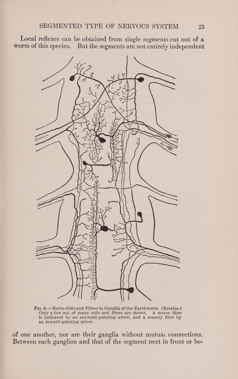 - Local reflexes can be obtained from single segments cut out of a worm of this species. But the segments are not entirely independent Fic. 6.—Nerve-Cells and Fibres in Ganglia of the Earthworm. (Retzius.) Only a few out of many cells and fibres are shown. A motor fibre is indicated by an outward-pointing arrow, and a sensory fibre by an inward-pointing arrow. of one another, nor are their ganglia without mutua: connections. Between each ganglion and that of the segment next in front or be-