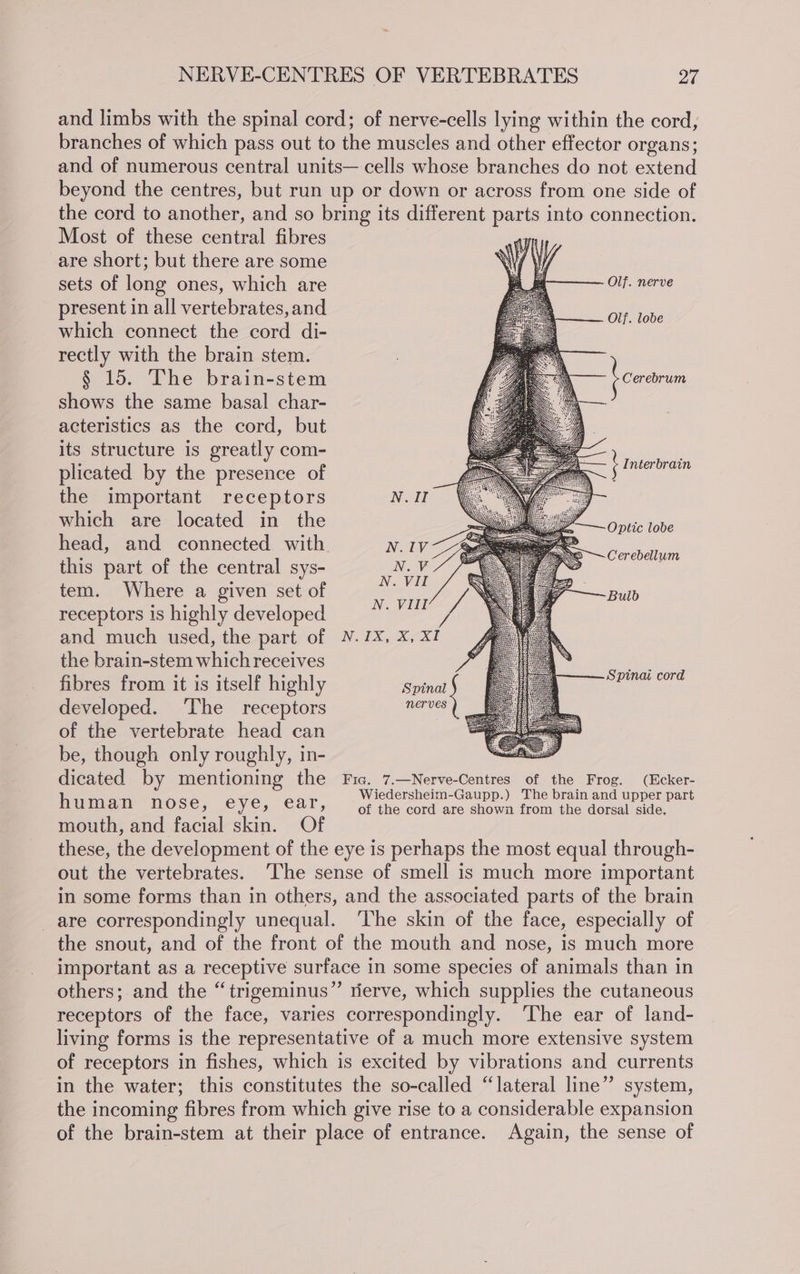 and limbs with the spinal cord; of nerve-cells lying within the cord, branches of which pass out to the muscles and other effector organs; and of numerous central units— cells whose branches do not extend beyond the centres, but run up or down or across from one side of the cord to another, and so bring its different parts into connection. Most of these central fibres are short; but there are some sets of long ones, which are present in all vertebrates, and which connect the cord di- rectly with the brain stem. § 15. The brain-stem shows the same basal char- acteristics as the cord, but its structure is greatly com- plicated by the presence of the important receptors N.II which are located in the head, and connected with. NAVE this part of the central sys- N.V tem. “Where a given set-of receptors is highly developed and much used, the part of N.1X, X, XI the brain-stem which receives fibres from it is itself highly Spinal developed. ‘The receptors cae of the vertebrate head can be, though only roughly, in- dicated by mentioning the Fic. 7.—Nerve-Centres of the Frog. (Ecker- Wiedersheim-Gaupp.) The brain and upper part human nose, eye, ear, of the cord are shown from the dorsal side. mouth, and facial skin. Of these, the development of the eye is perhaps the most equal through- out the vertebrates. ‘The sense of smell is much more important in some forms than in others, and the associated parts of the brain are correspondingly unequal. ‘The skin of the face, especially of the snout, and of the front of the mouth and nose, is much more important as a receptive surface in some species of animals than in others; and the “trigeminus”’ rierve, which supplies the cutaneous receptors of the face, varies correspondingly. ‘The ear of land- living forms is the representative of a much more extensive system of receptors in fishes, which is excited by vibrations and currents in the water; this constitutes the so-called “lateral line” system, the incoming fibres from which give rise to a considerable expansion of the brain-stem at their place of entrance. Again, the sense of Olf. nerve Olf. lobe t Cerebrum k Interbrain <— Optic lobe Cerebellum Bulb Spinai cord